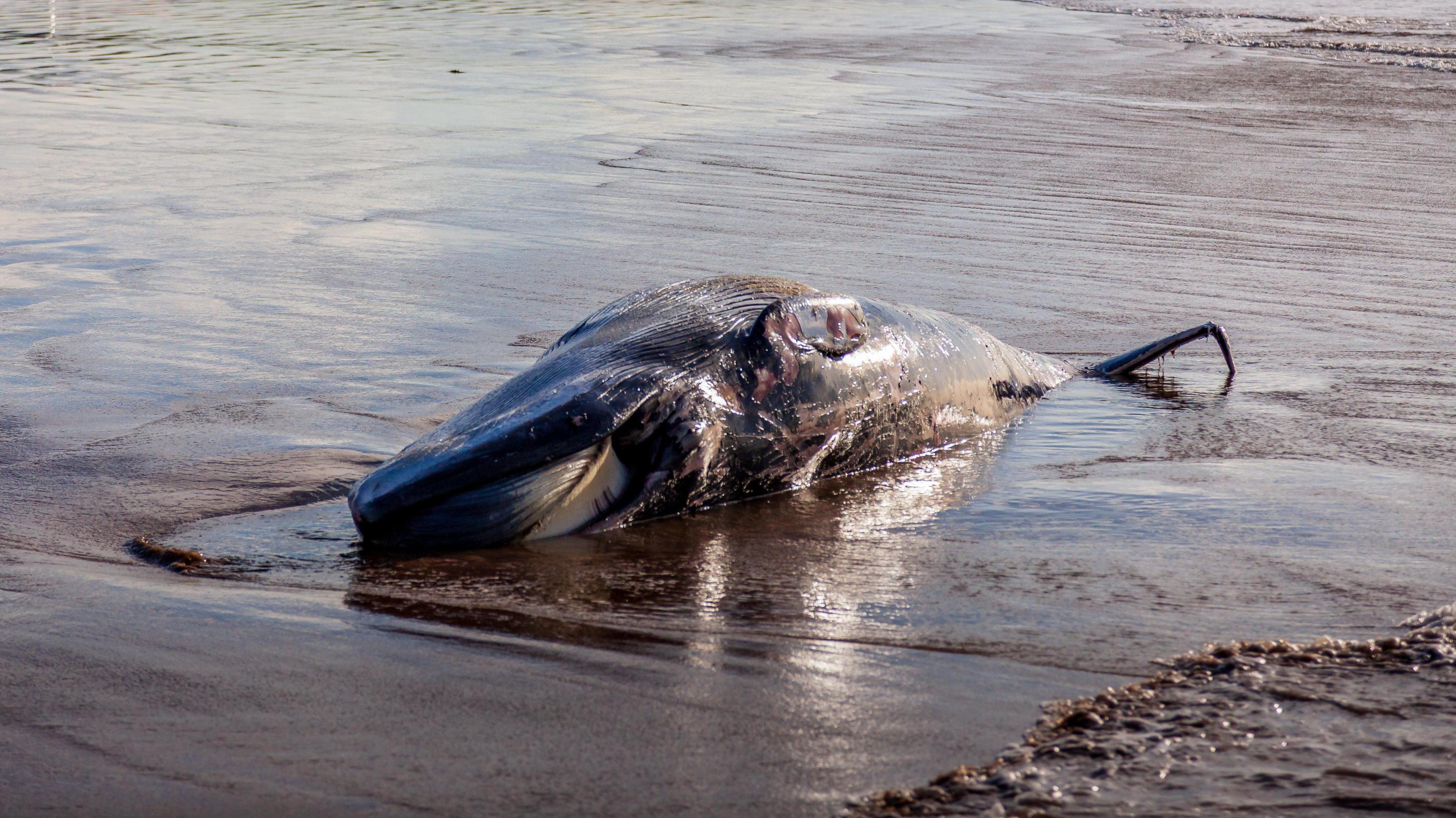 A dead whale upside down on the sand. The tide is coming in around it. It is sunset and the image is quite dark. 