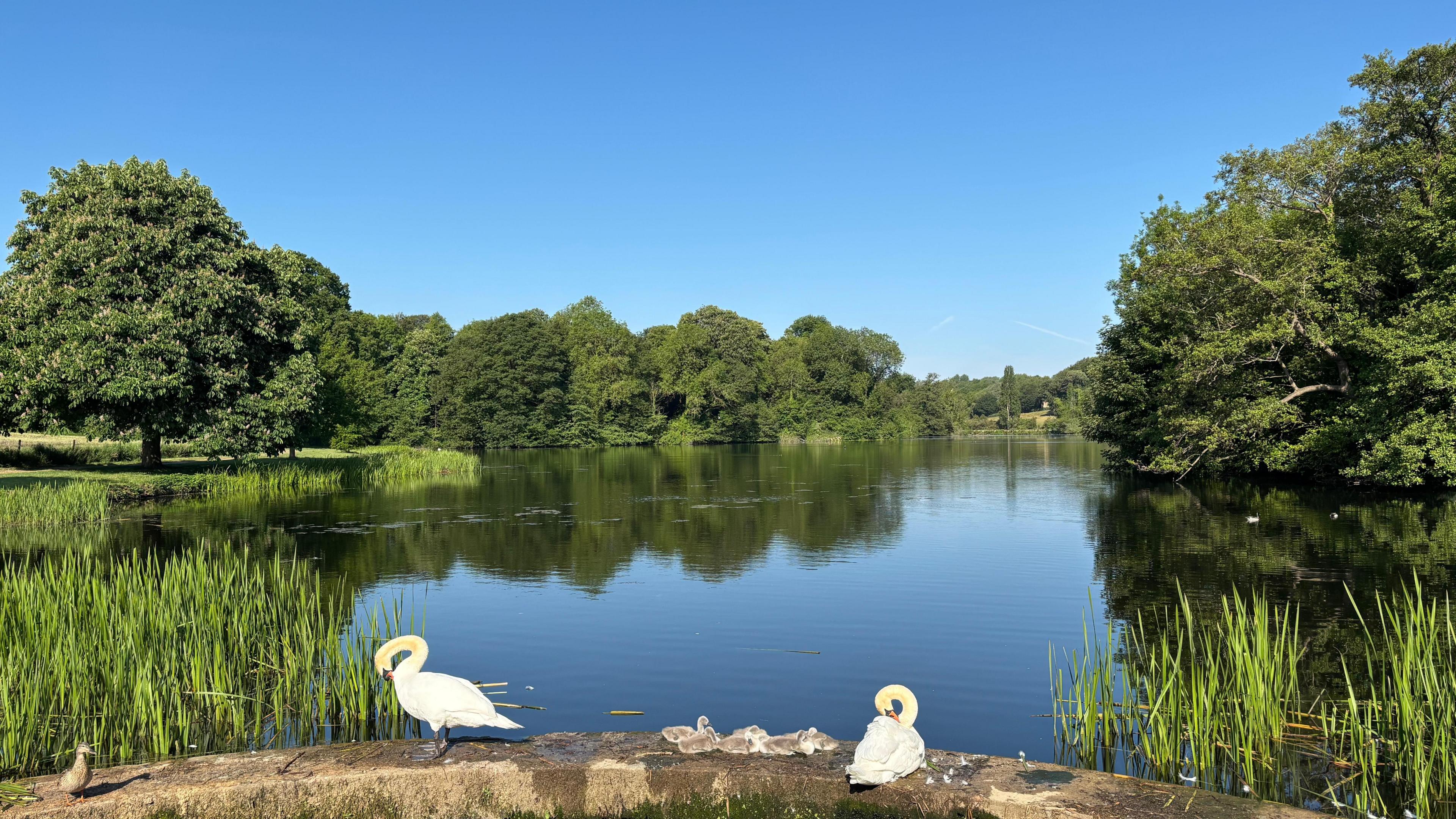 Two swans, accompanied by a flock of signets, sitting on a wall with a lake and trees in the background and a clear blue sky overhead.