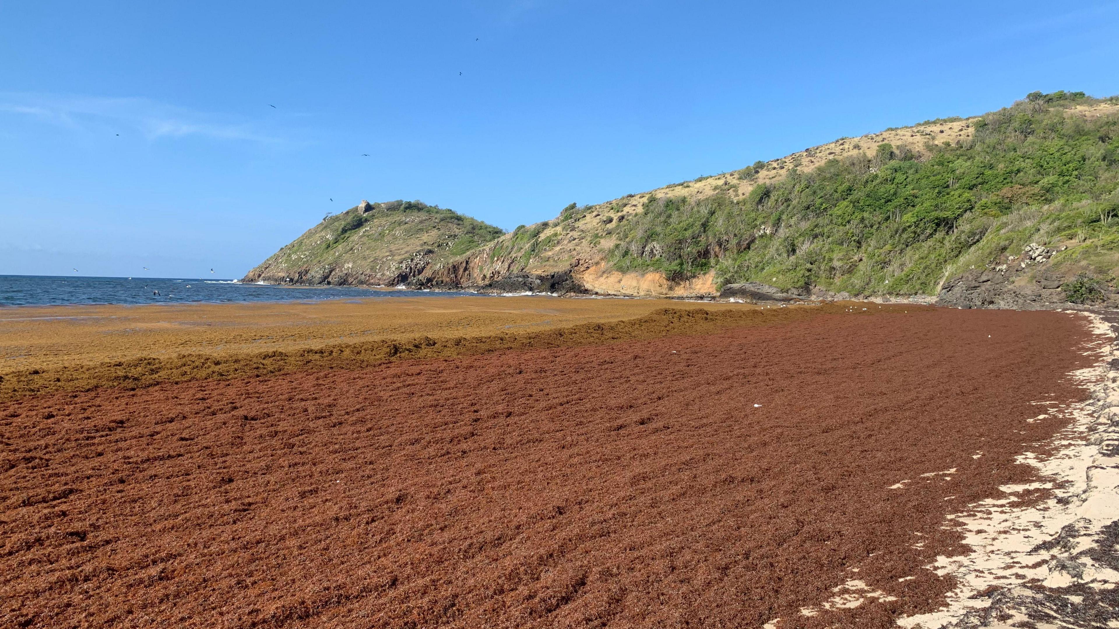 A brown mass of sargassum seaweed covers what used to be a white sandy beach in Rendezvous Bay in Antigua. The seaweed stretches to the end of the bay, where rocks can be seen.