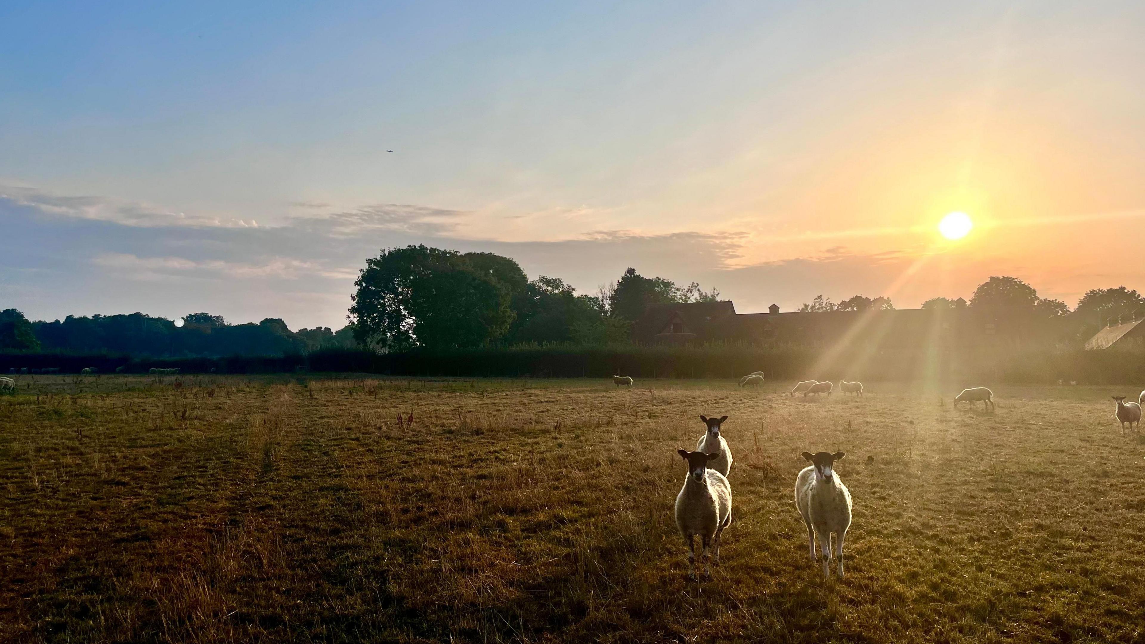 A field of sheep at sunset. The sheep are staring at the camera and appear to be posing as they are illuminated from behind. The grass in the field is brown. There is a hedge with large trees and houses behind.