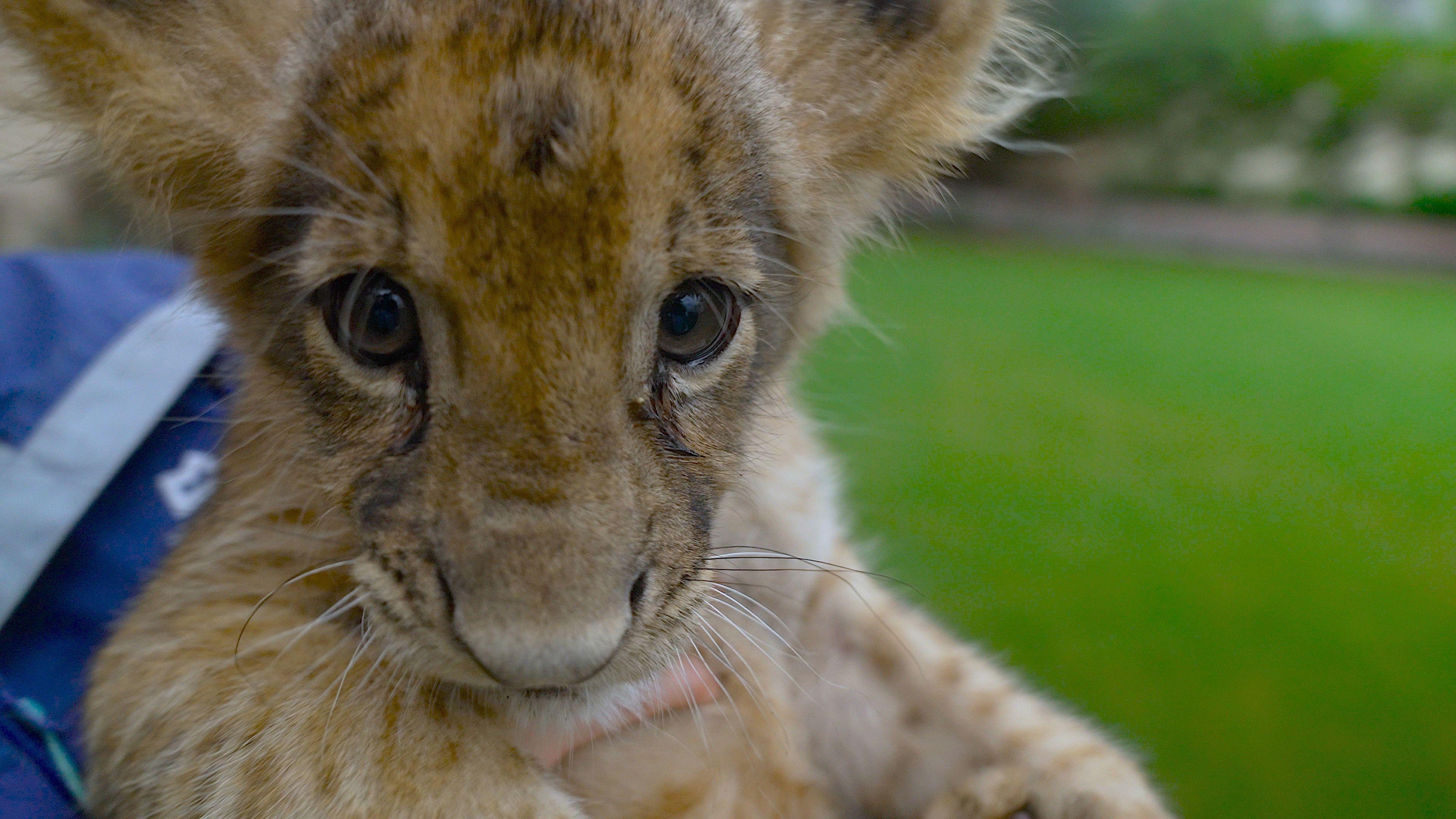 A lion cub rescued by Punjab authorities is held up to the camera, and looks straight down the lens