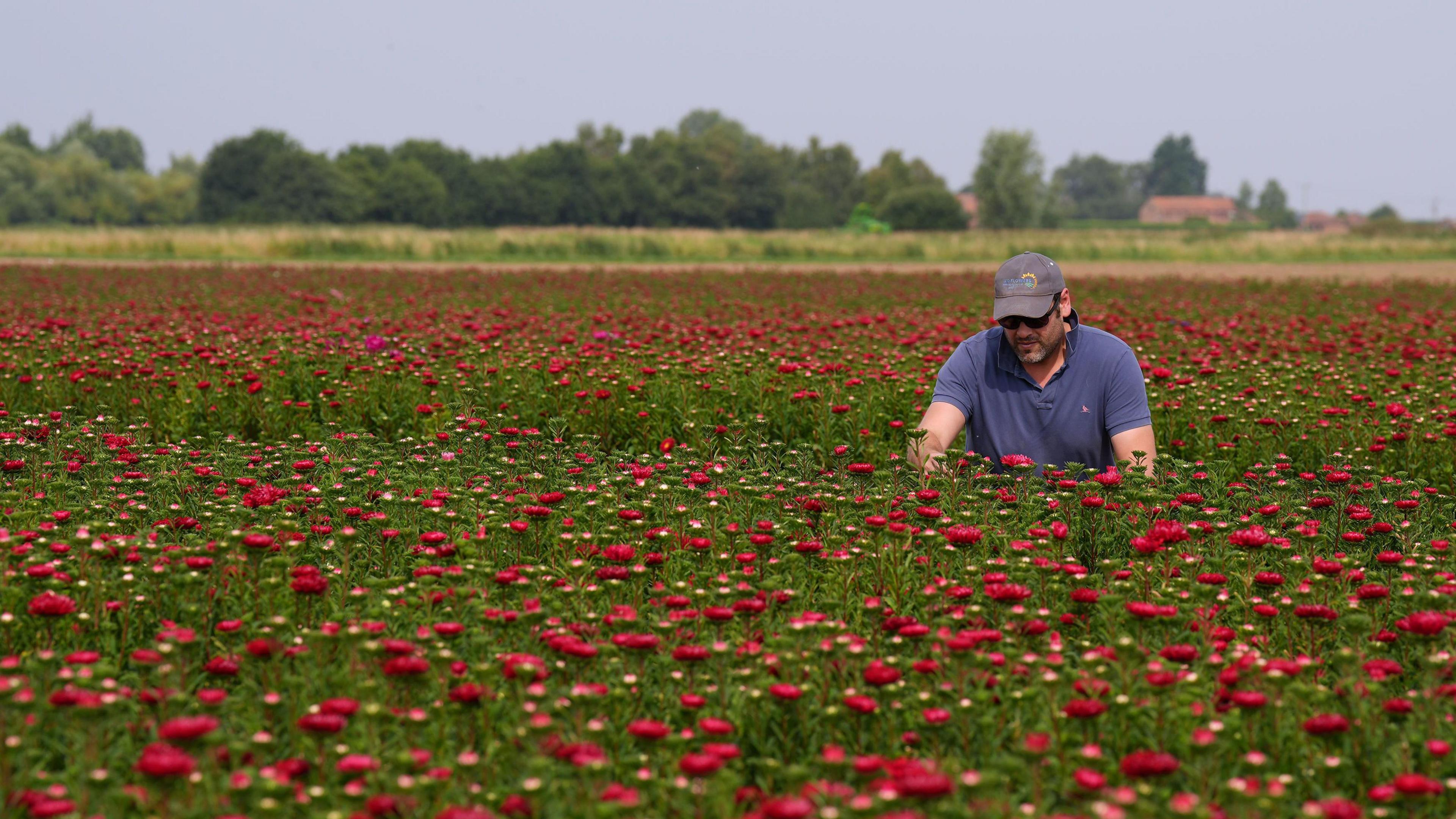 A man in a dark blue polo shirt is crouched down in a field looking at a flower in front of him. He has a brown cap on and black sunglasses. All around him are hundreds of red and pink aster flowers in bloom, emerging out of grass.