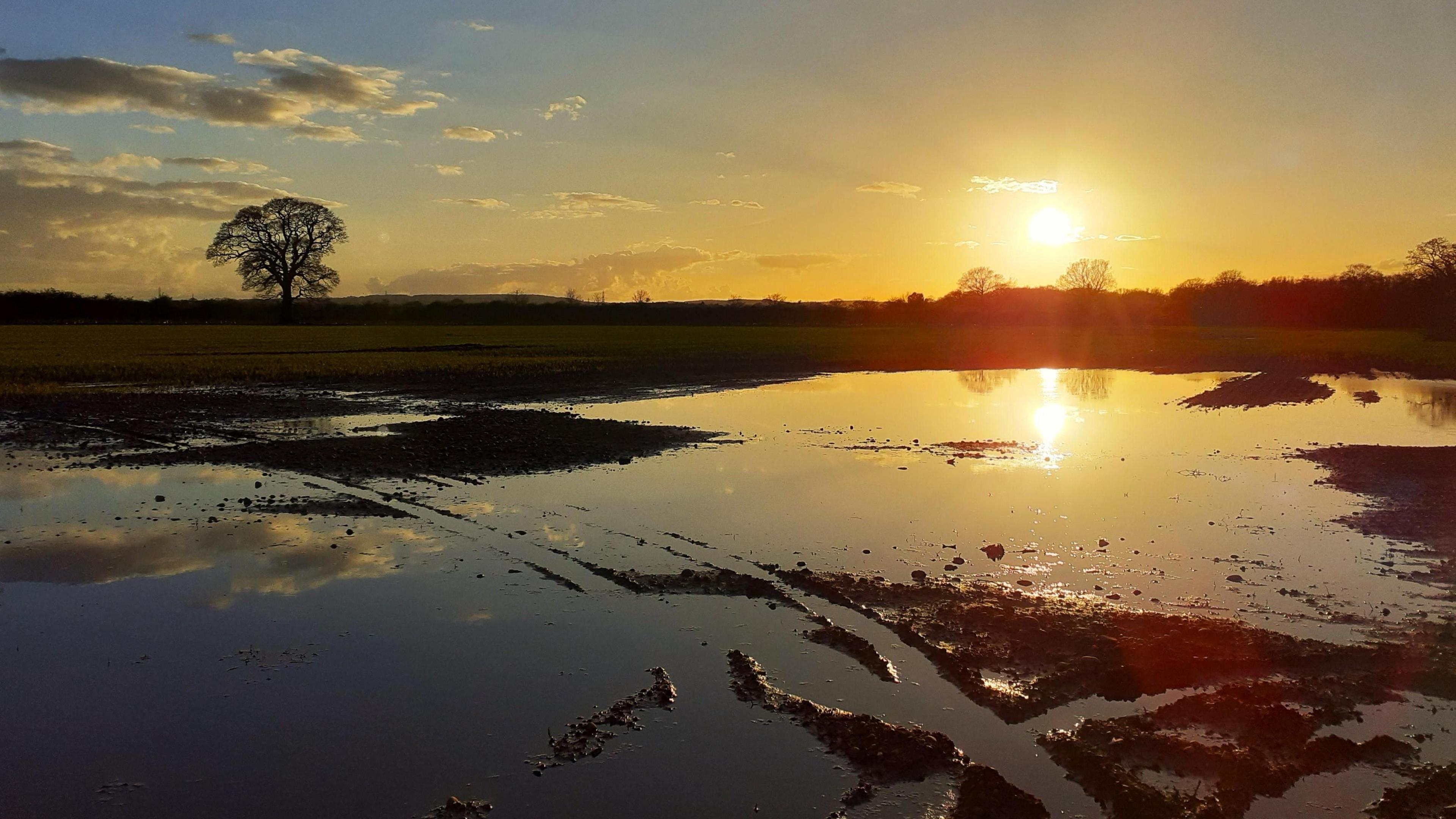 Puddles reflecting sunlight at sunset