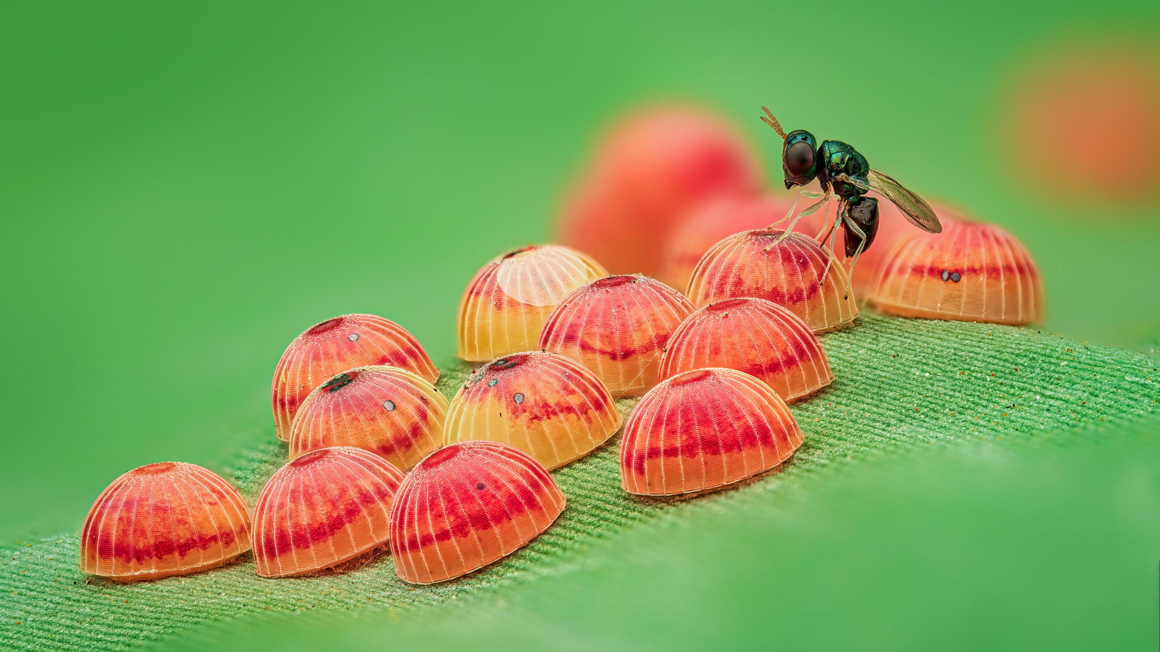 A very close up picture of twelve dome shaped butterfly eggs resting on a bright green leaf. The eggs are red and orange with thin white stripes. A tiny wasp with big eyes and a shiny green body is on top of one of the eggs as it lays its own eggs inside of it.