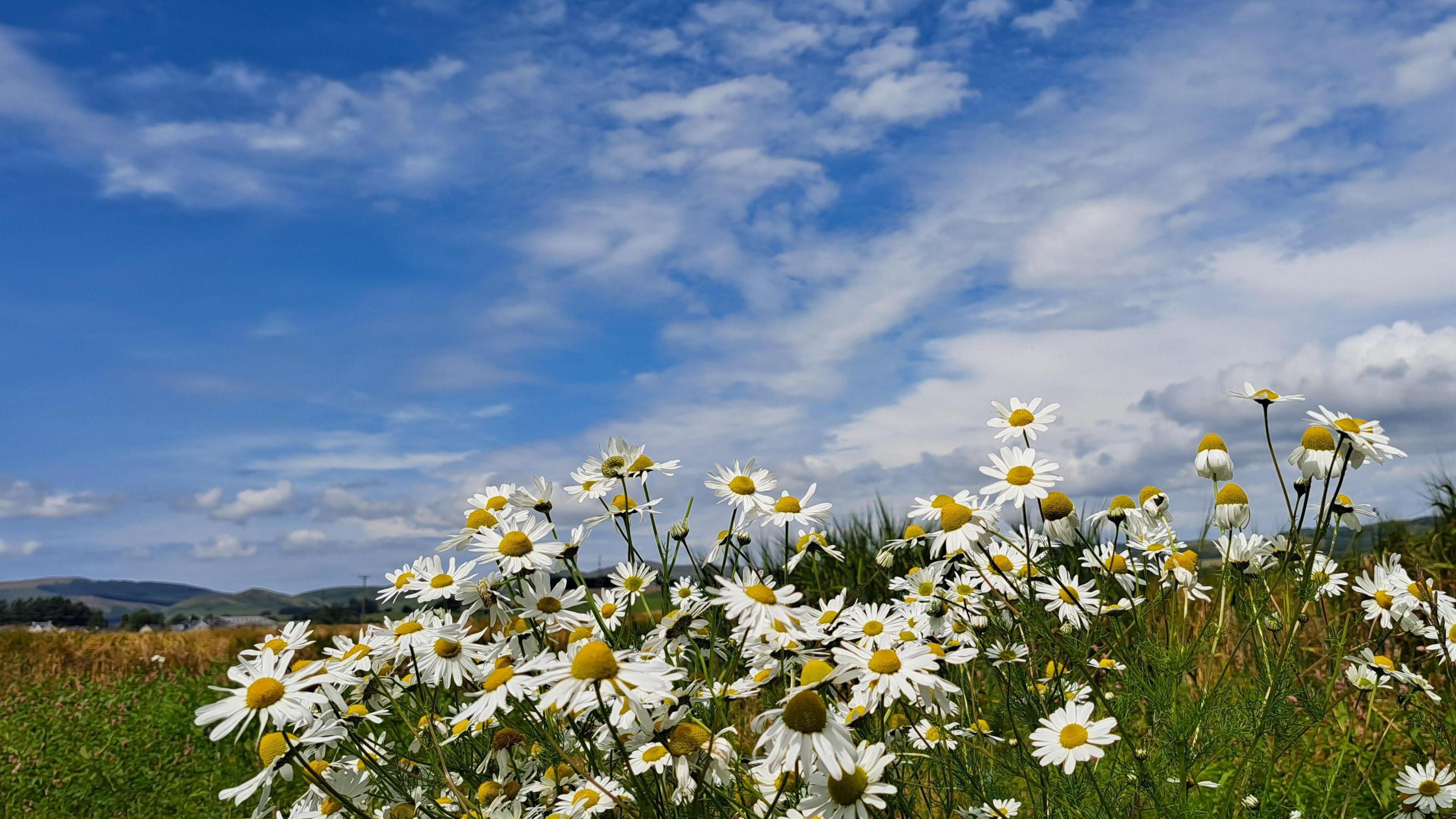 A field with a large bunch of daisies in the foreground and fair weather white cumulus clouds in the sky