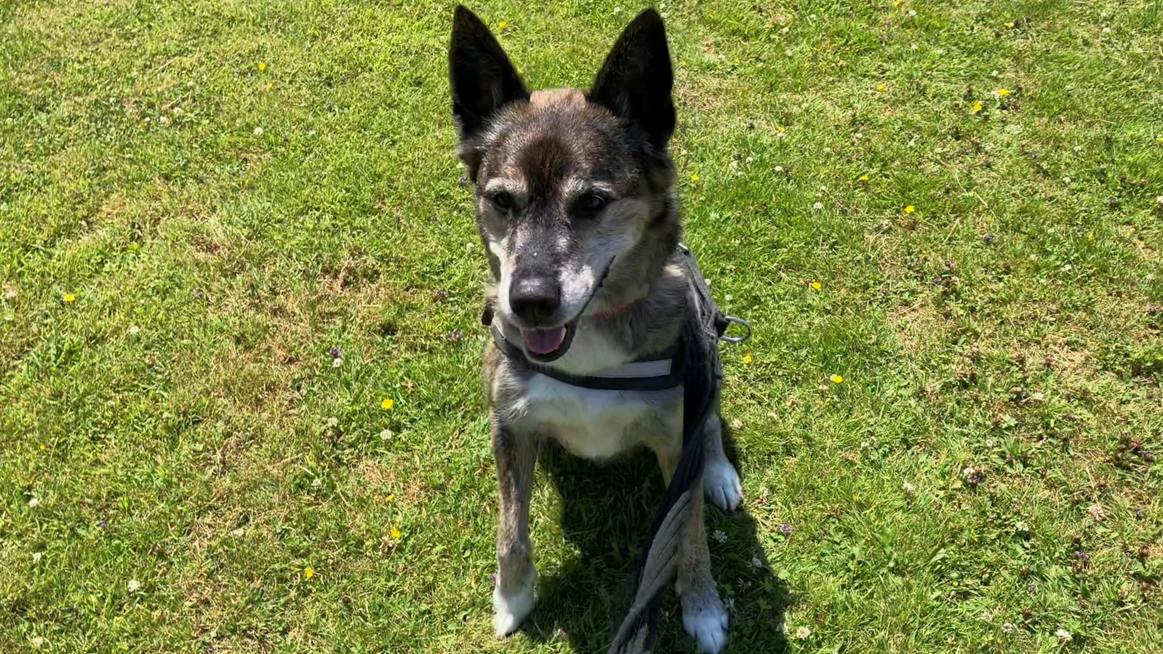 A cross breed dog maybe a collie cross sitting on the grass with its ears pricked up. It's got white socks and chest and touches of grey and black on its face. 