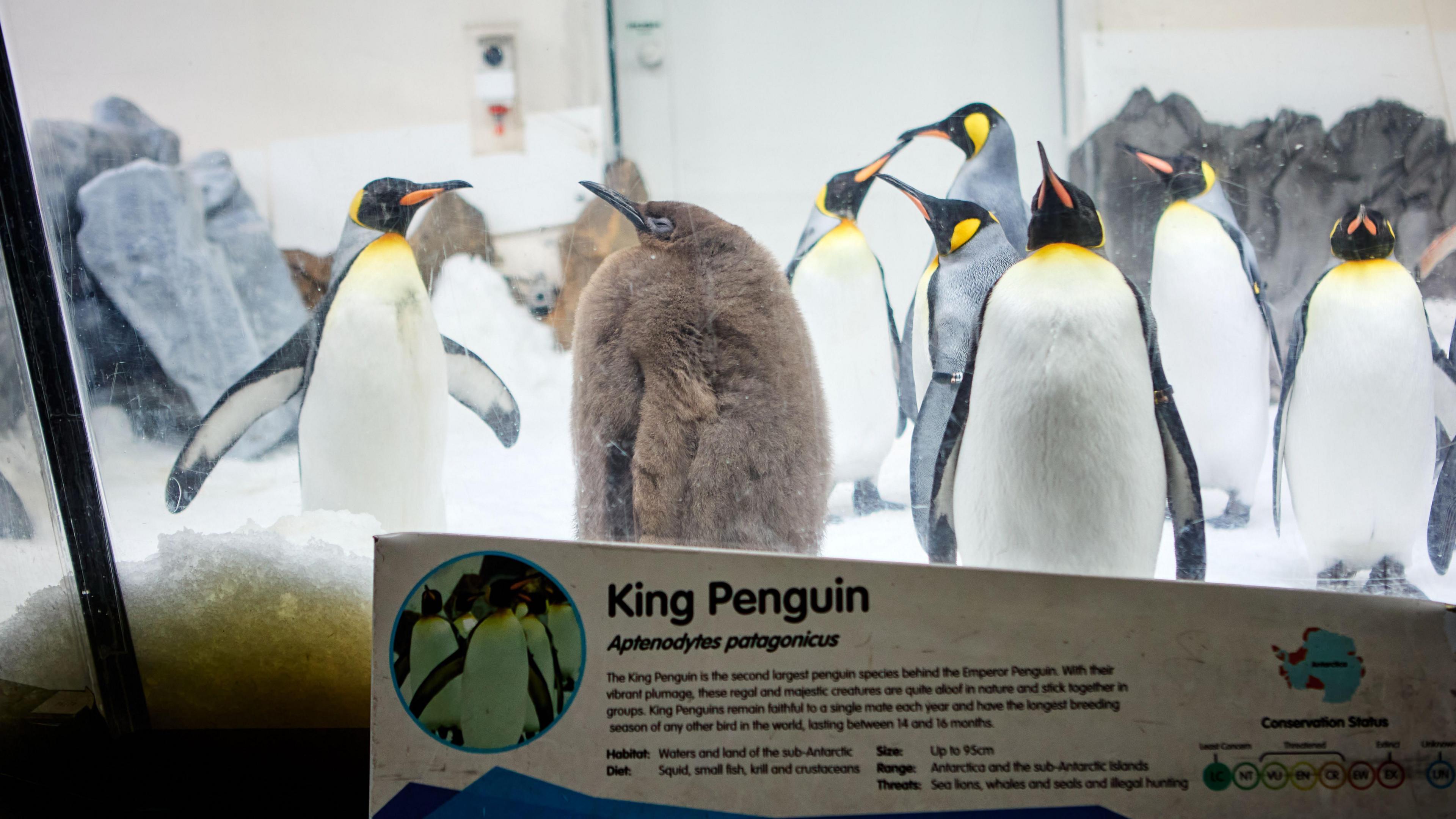 A king penguin exhibit sign with Pesto in the background