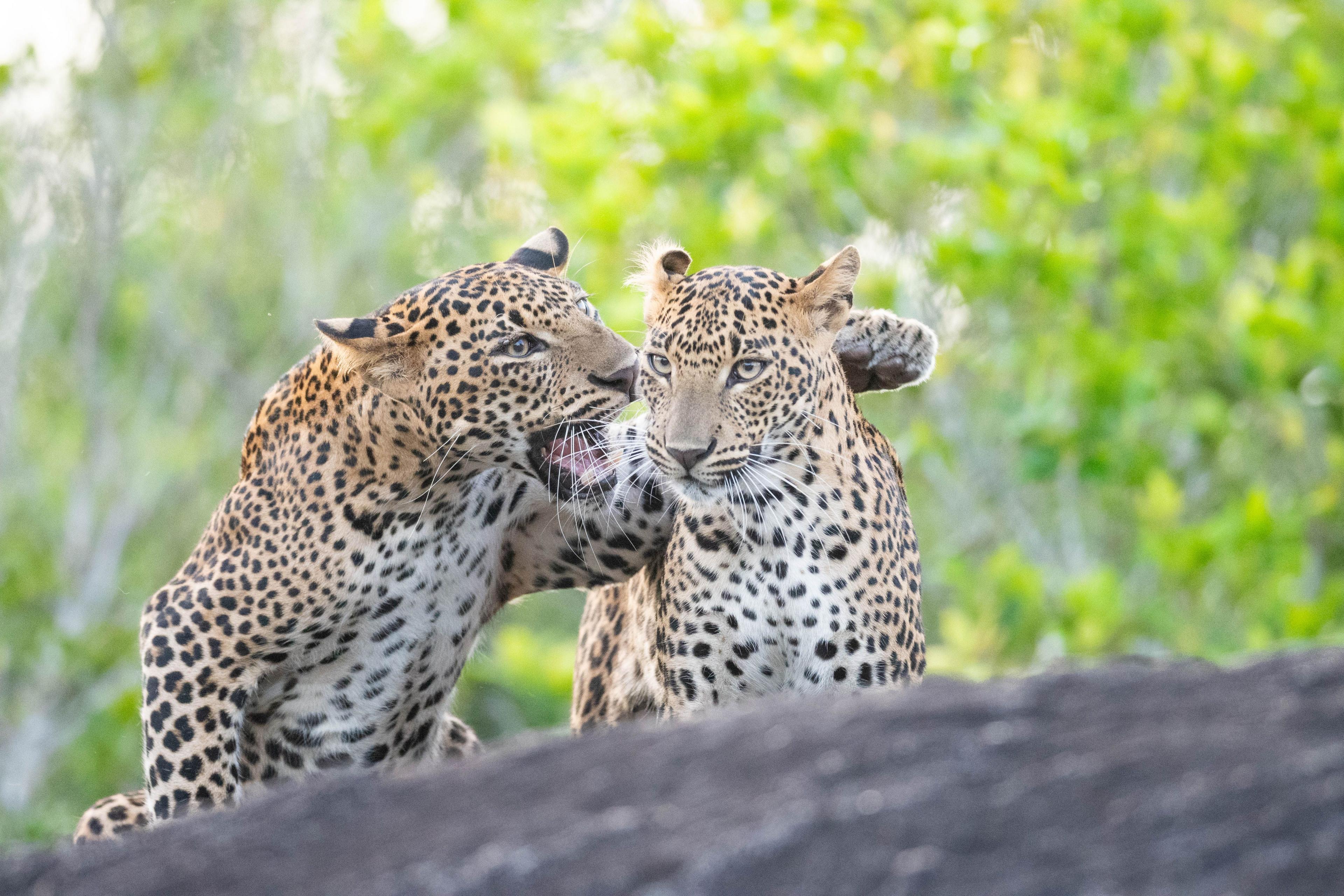 Two leopards - one appears to be whispering something into the ear of the other