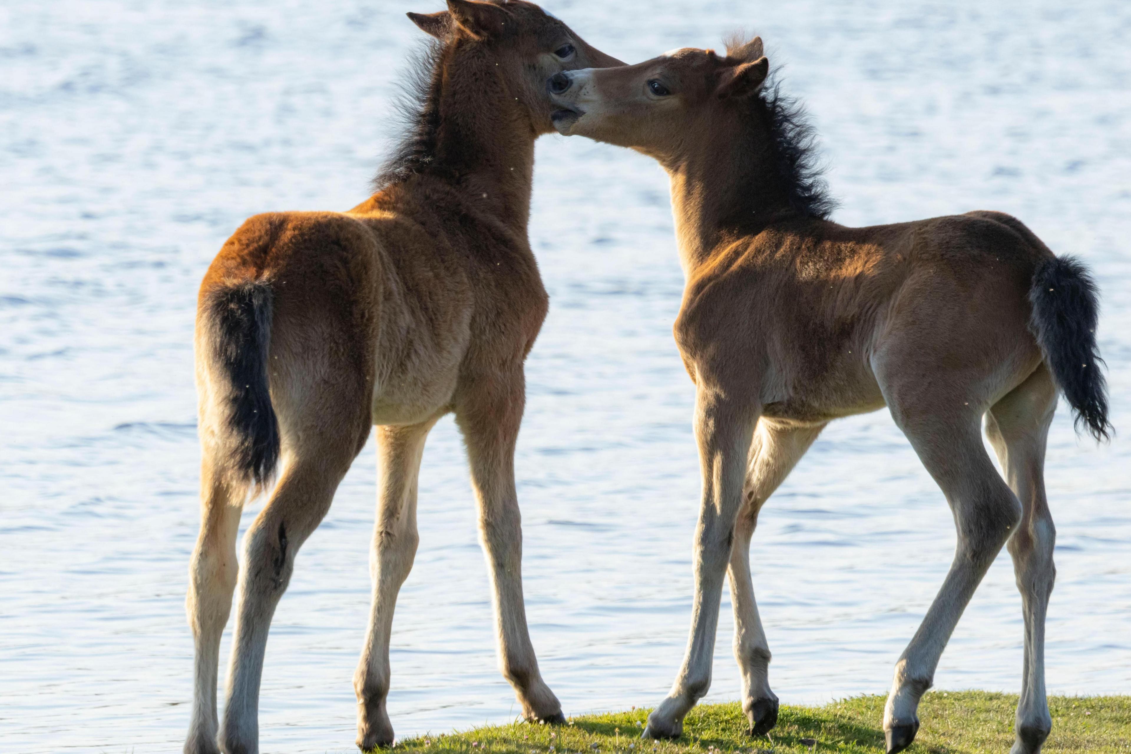 TUES - Two ponies nuzzle each other by 