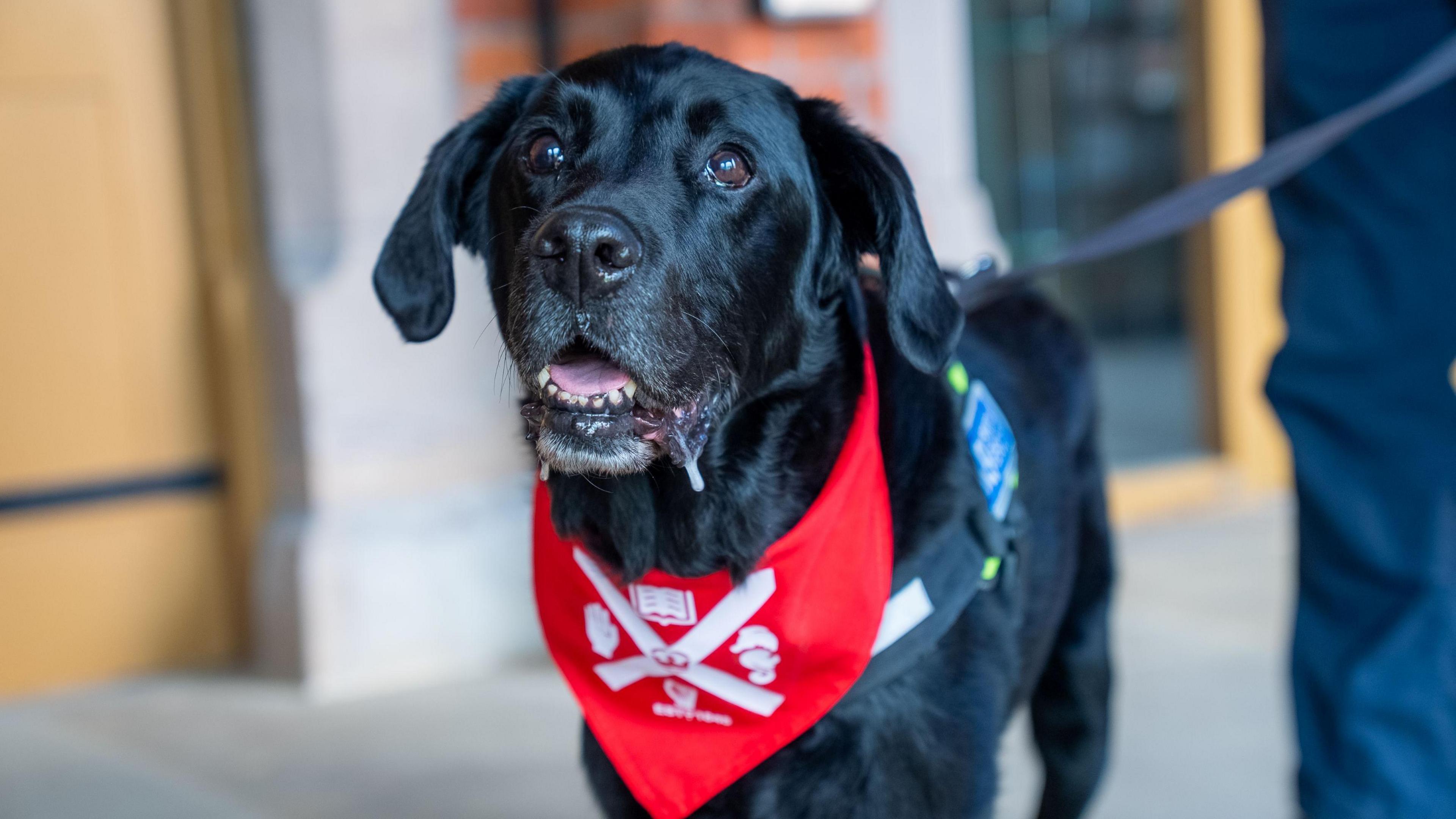 A dog with black fur wearing a red bandana.