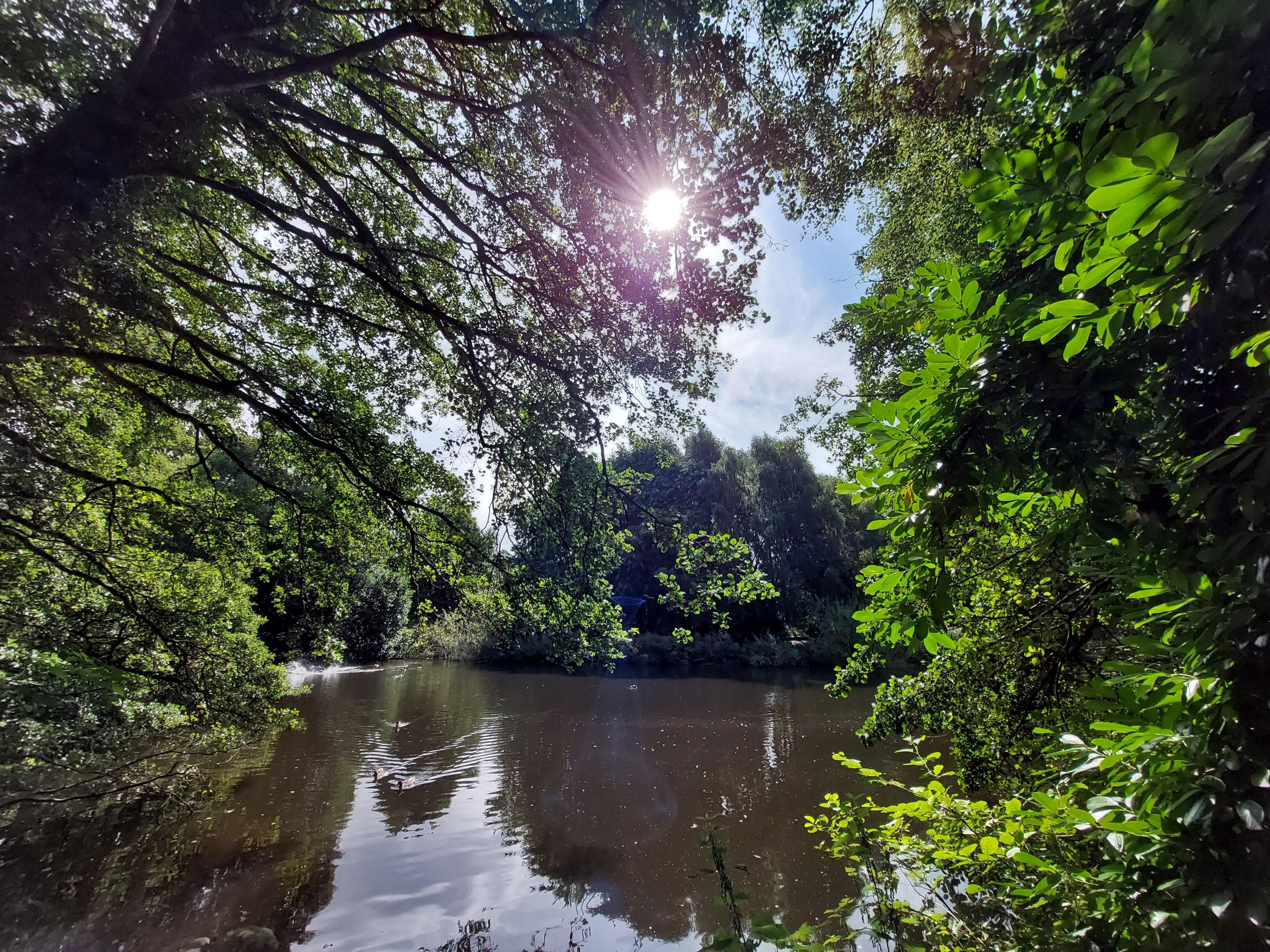 Sun shining through the trees overlooking the water.
Sunlight showing reflections of the trees in the water. 