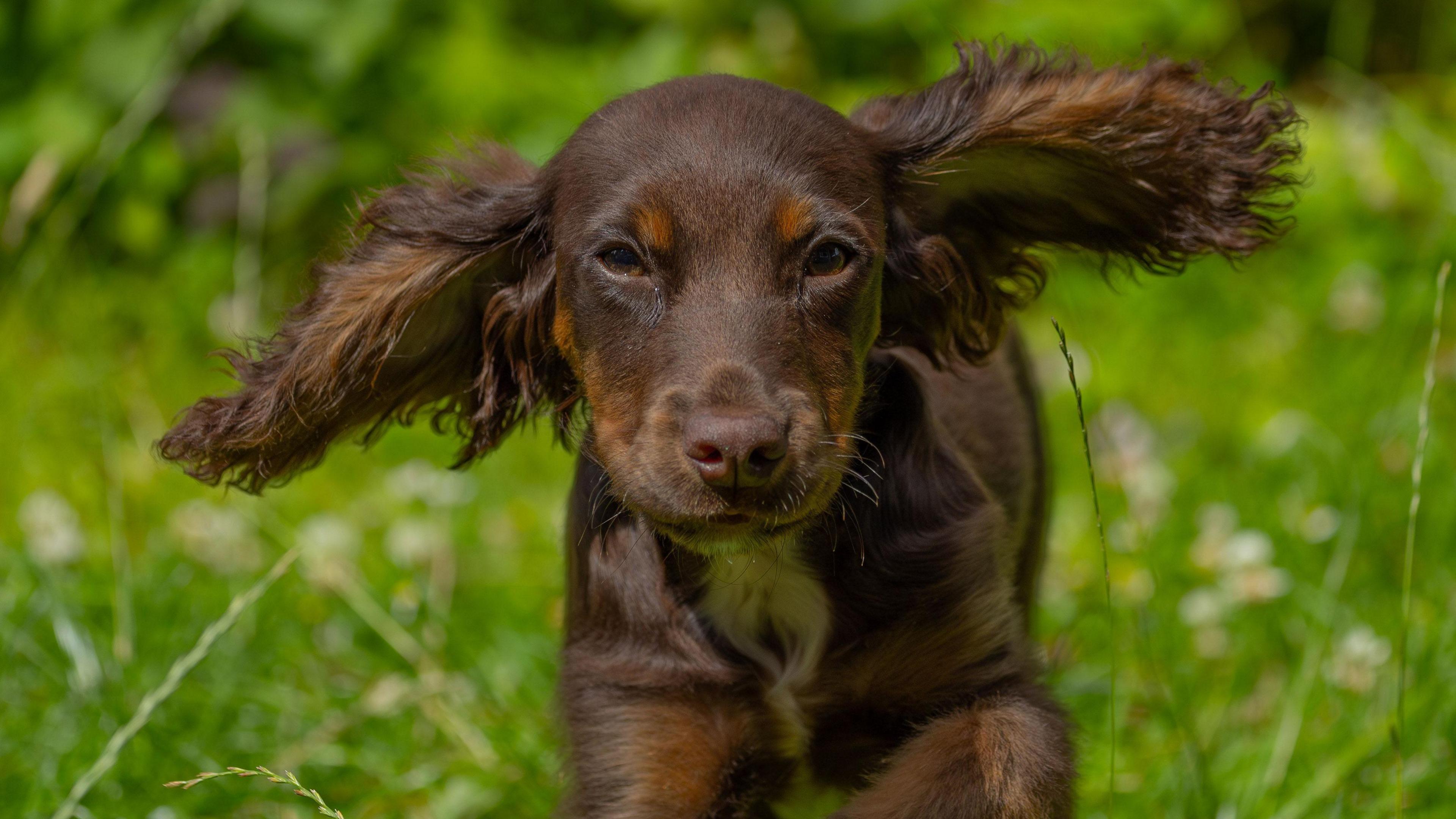 Goose, a brown cocker spaniel puppy, is running towards the camera with her ears in the air.