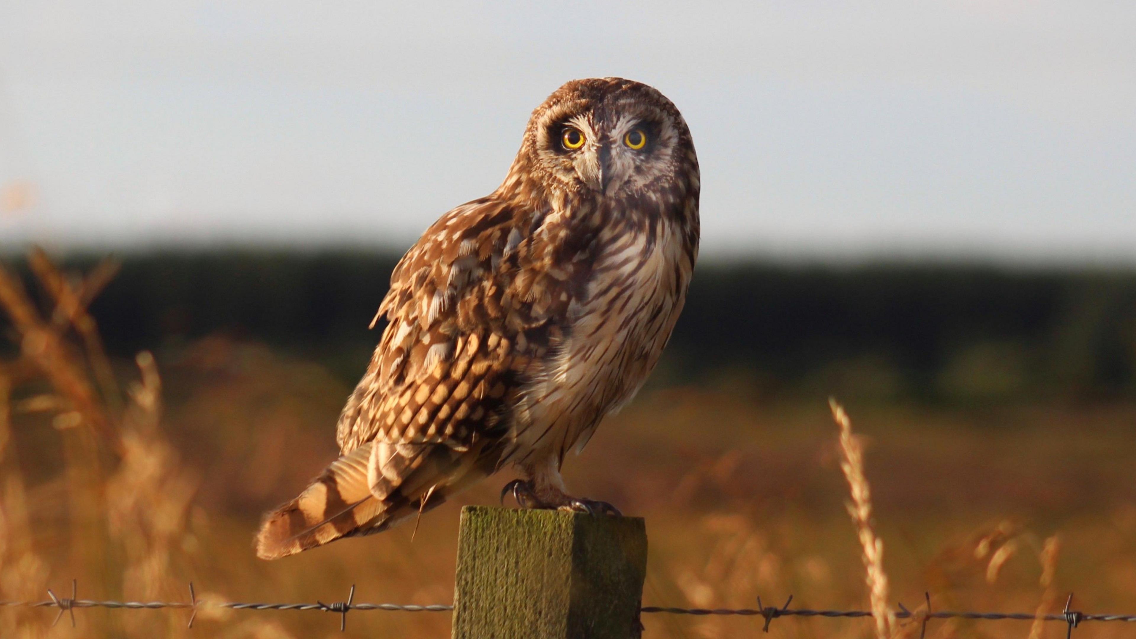 An owl in Aberdeenshire