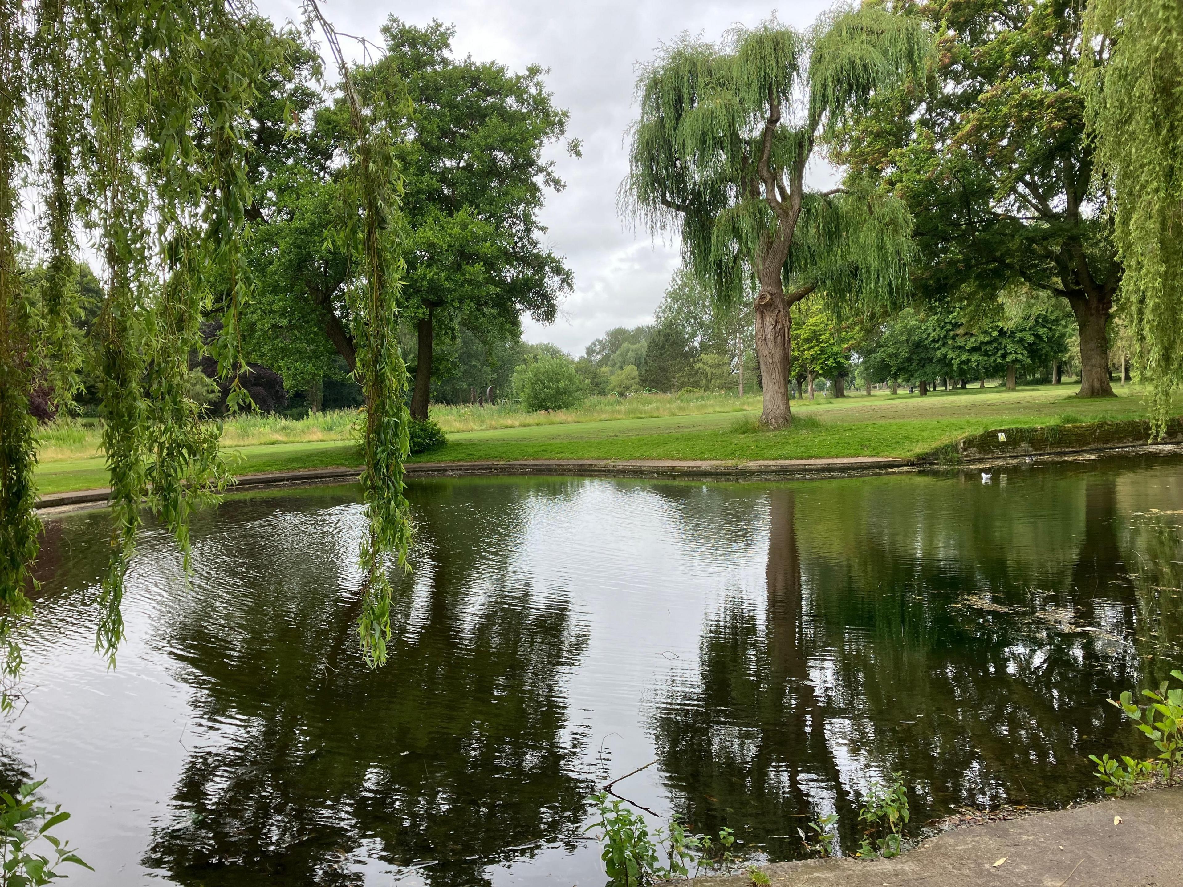 Trees reflecting in water in park