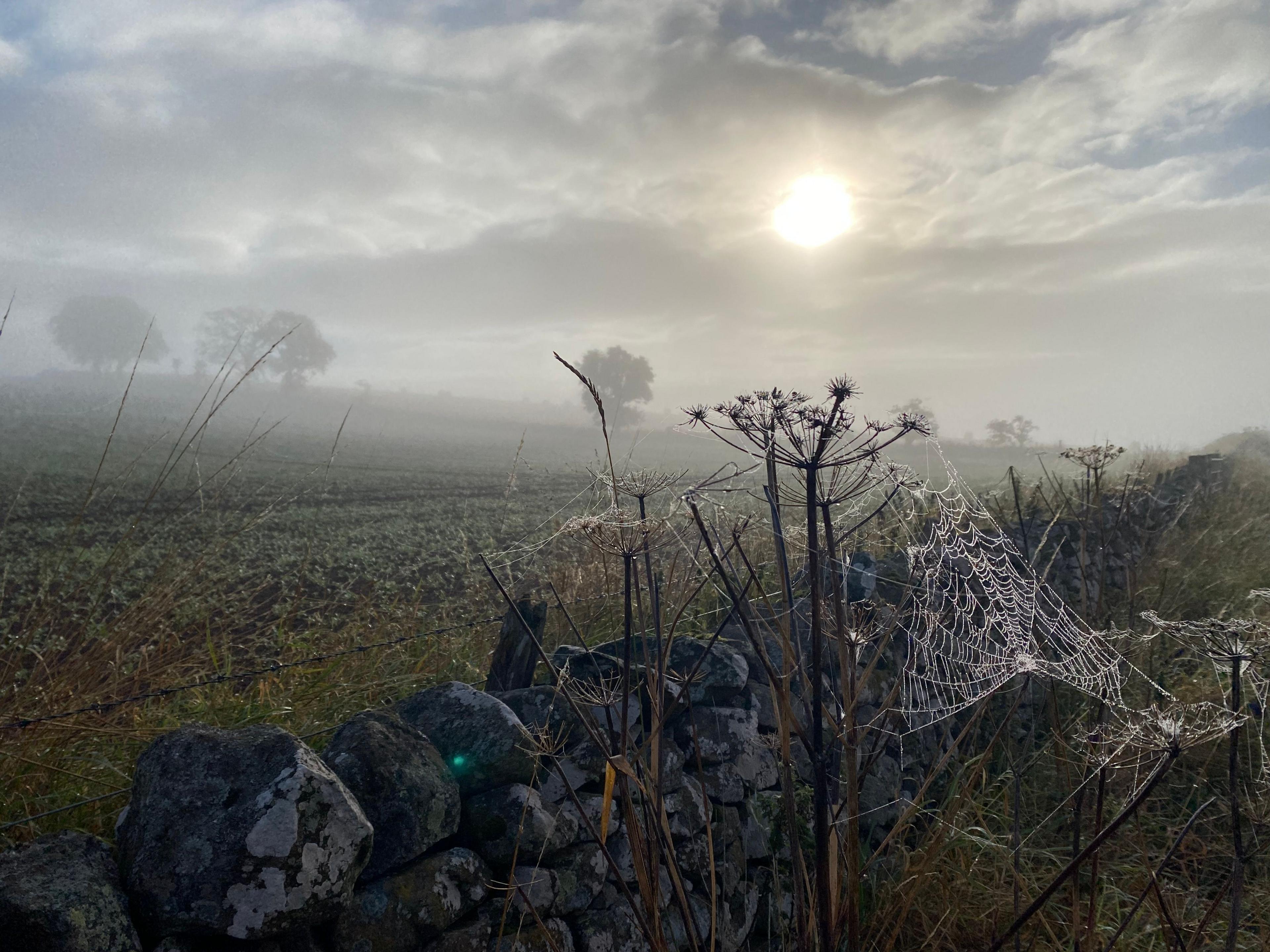 A gloomy, moody picture in shades of grey shows a spider's web lit up by the sunrise beside a stone wall, a field stretching behind it, trees in the mist beyond.