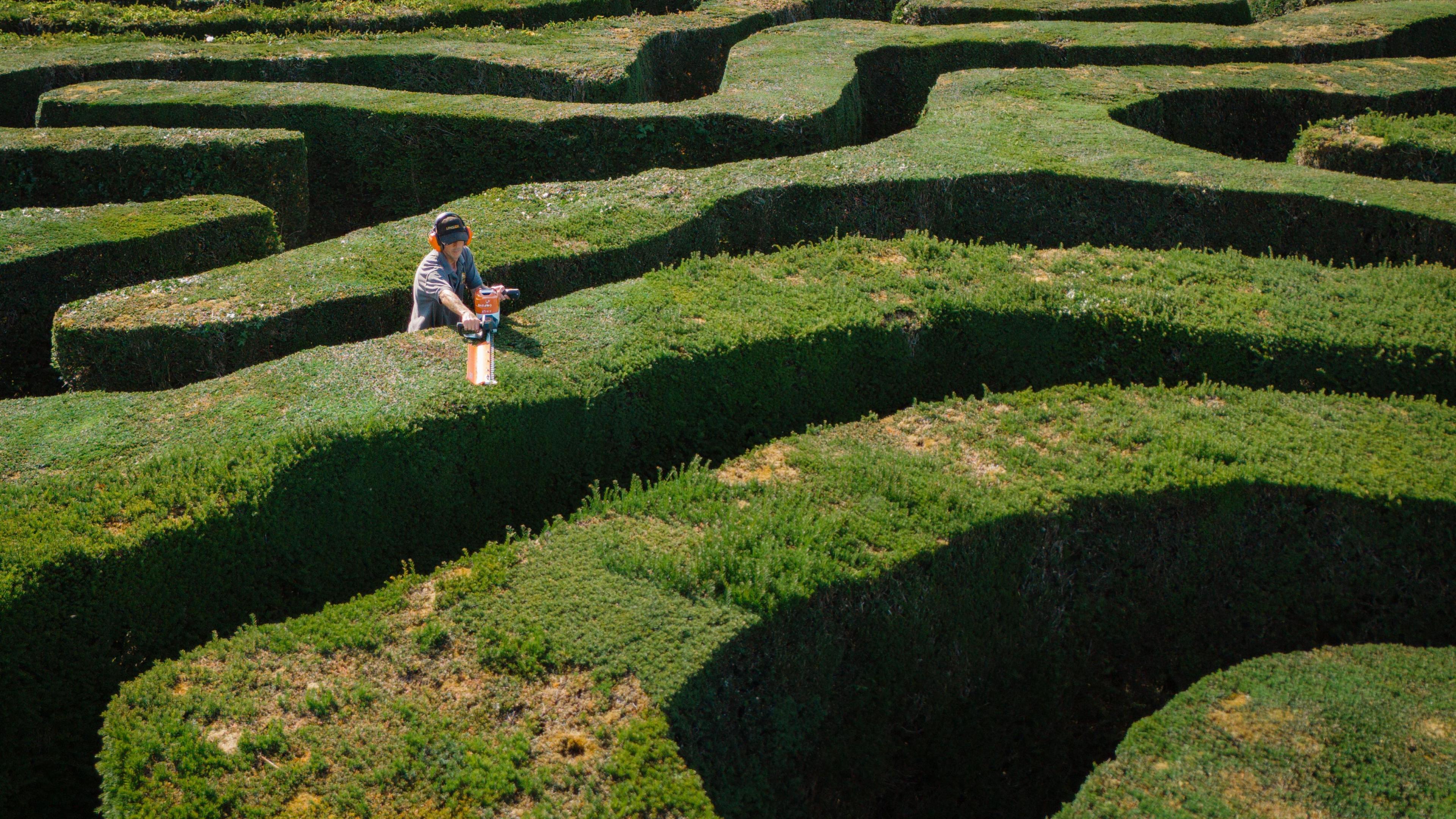 A large maze made up of thick green hedges is pictured from above. About a dozen twisting pathways can be seen. A person, who is dwarfed by the maze, can be seen using a trimmer to cut the pristine hedges into shape.