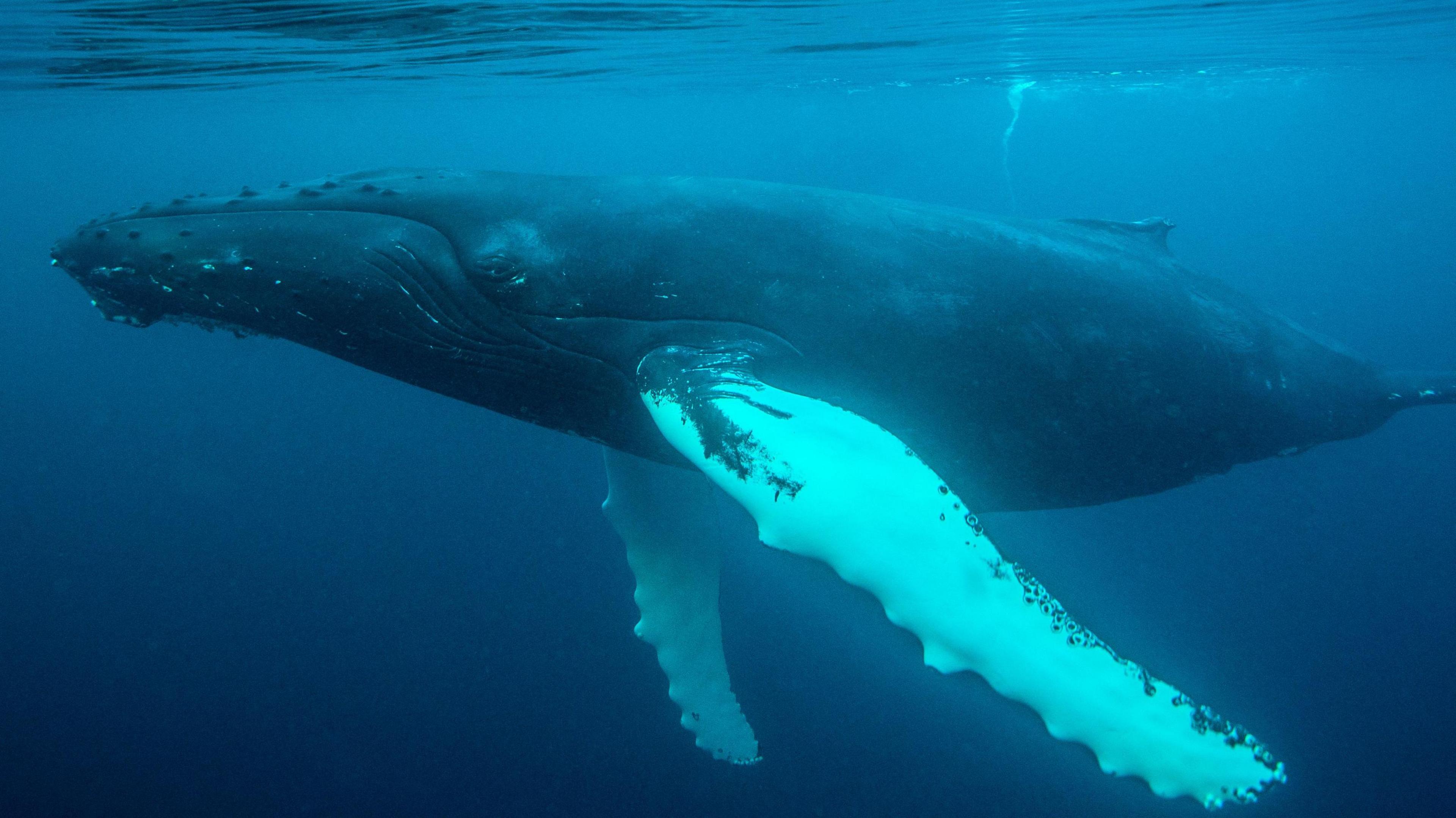 An underwater image of a humpback whale. It has a grey body with white bumpy fins and a narrow nose and mouth. 