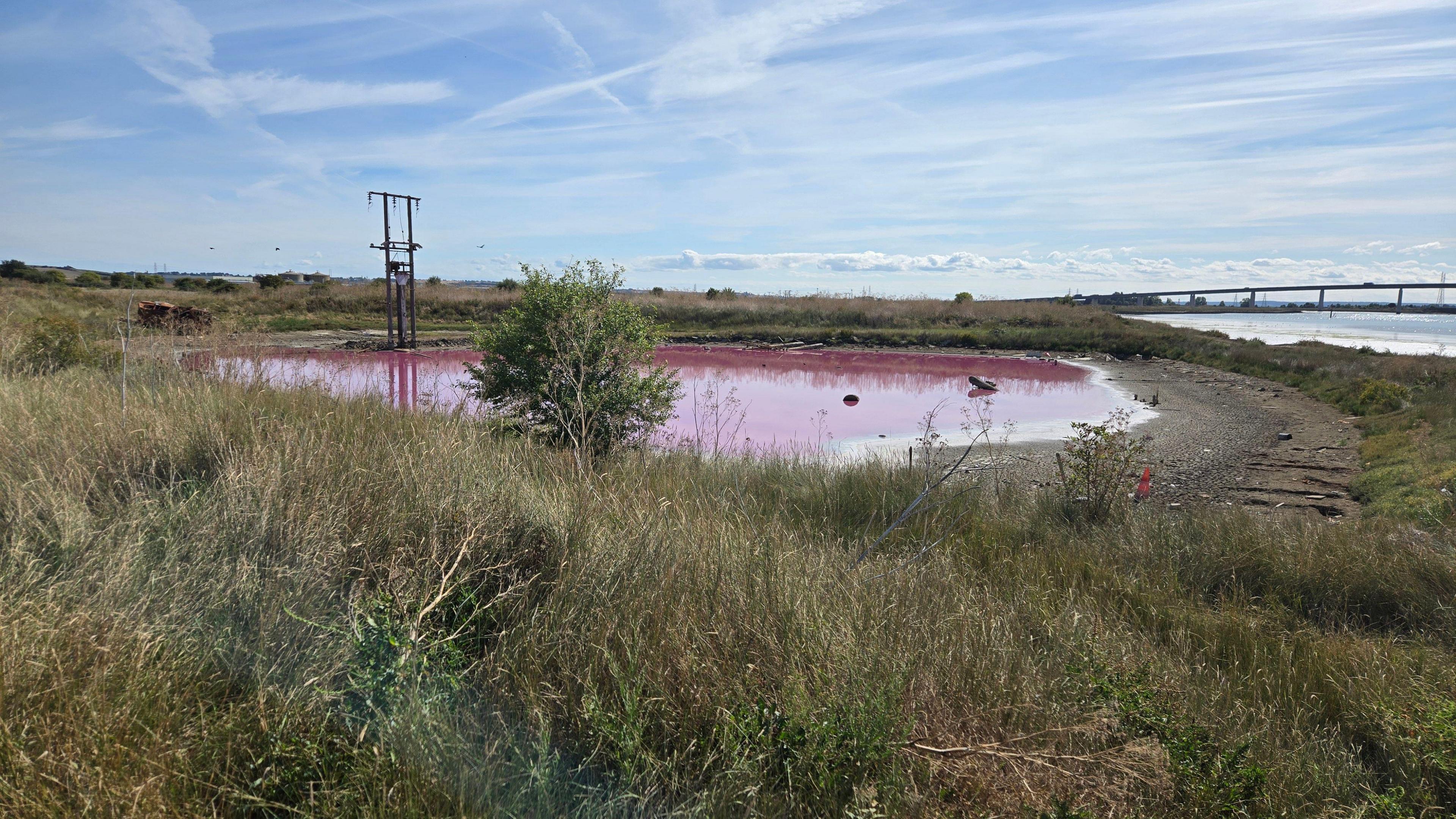 A pond on the Isle of Sheppey, with a telegraph pole beside it, with the water completely pink from algae.