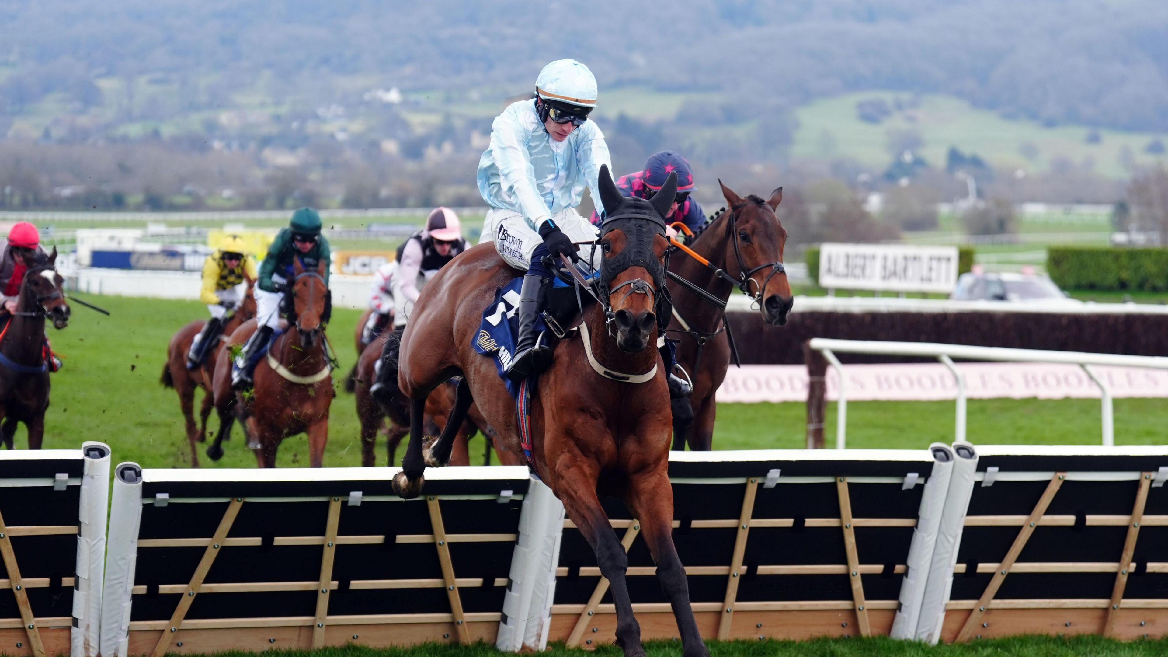 A jockey wearing a light blue helmet, light blue jacket and white slacks riding a dark brown horse over a hurdle at the Cheltenham Festival.