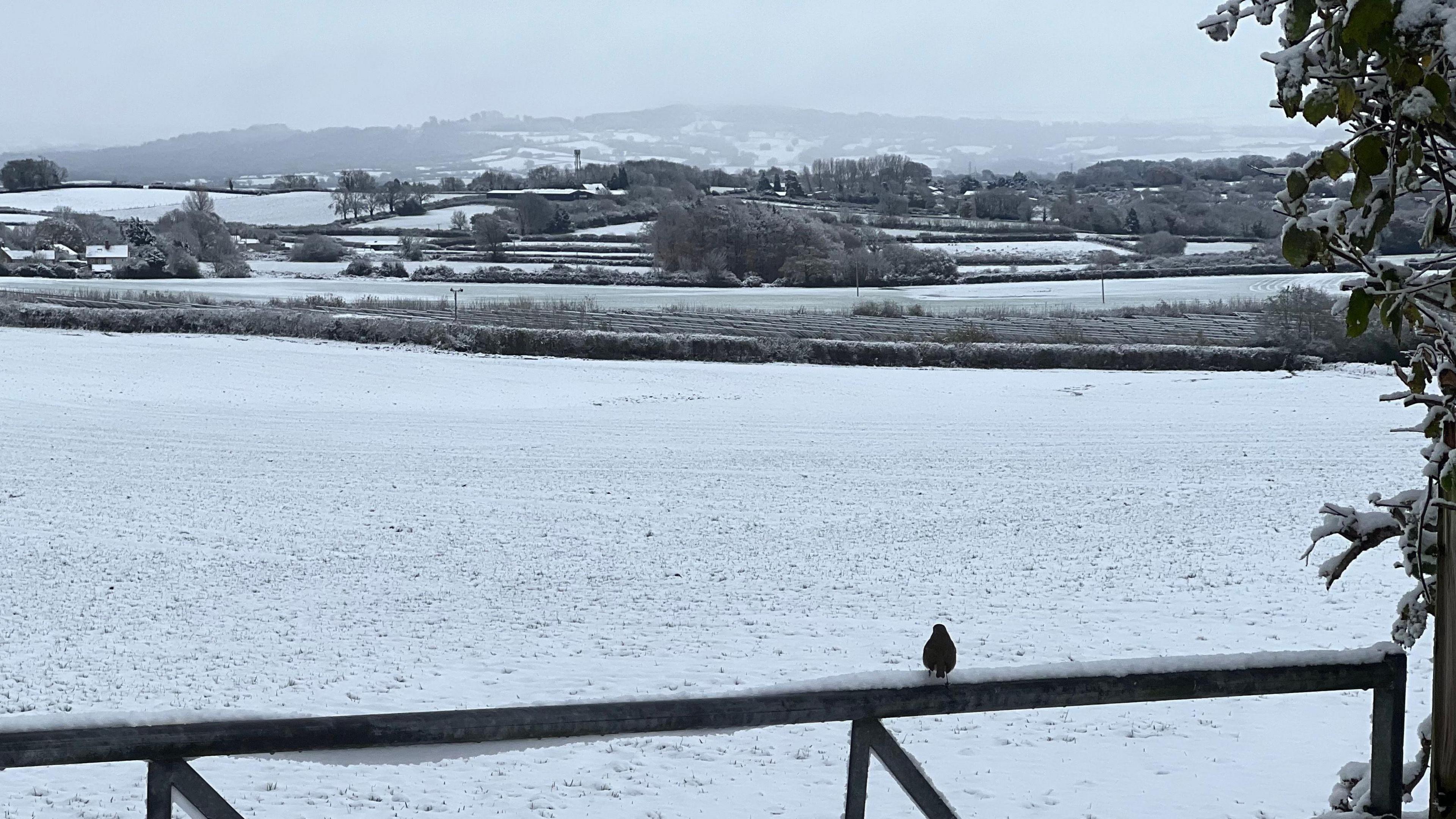 A bird is sitting on top of a gate. Behind it is a snow-covered field and snowy hills in the distance.