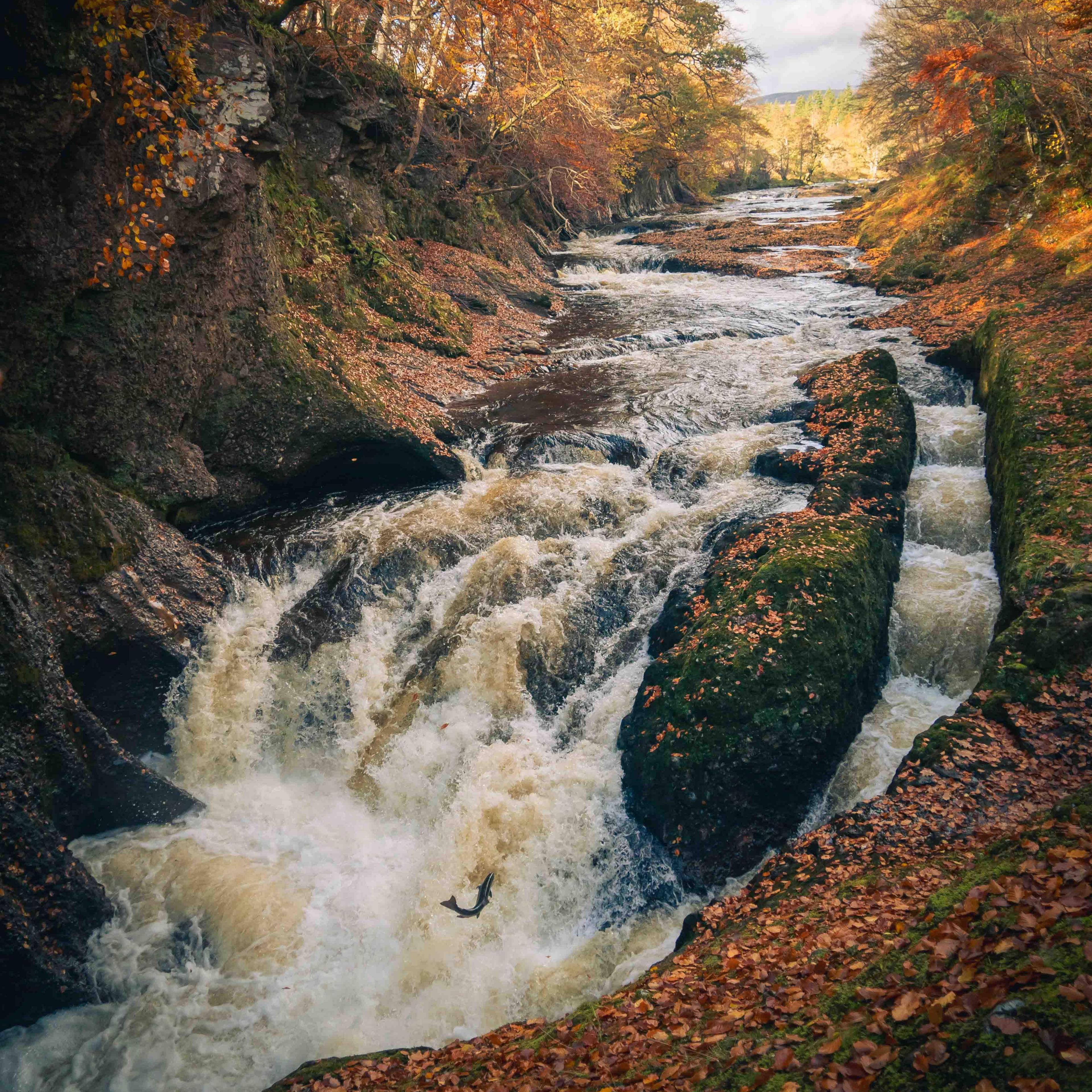 A waterfall on the River North Esk near Edzell. The water is surrounded by autumnal colours of red, brown and orange from trees on the banks of the river. They are littered with leaves that have fallen from the trees. The water is crashing down and is white in the foreground of the picture. In the background, further upstream, it is clearer. A salmon can bee seen leaping upwards with its tail level with its head.