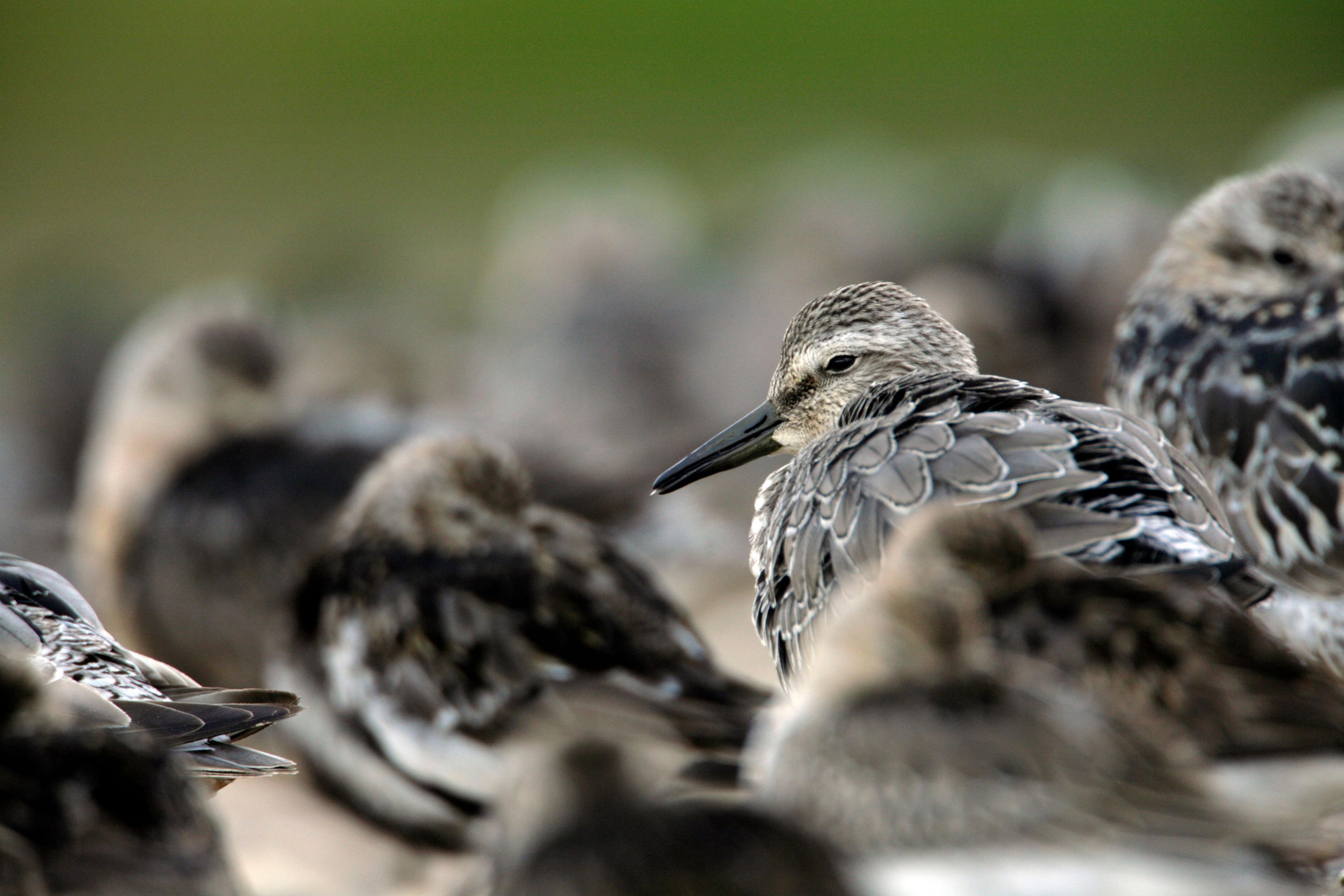 A small brown-feathered bird with a black beak surrounded by other birds in his flock