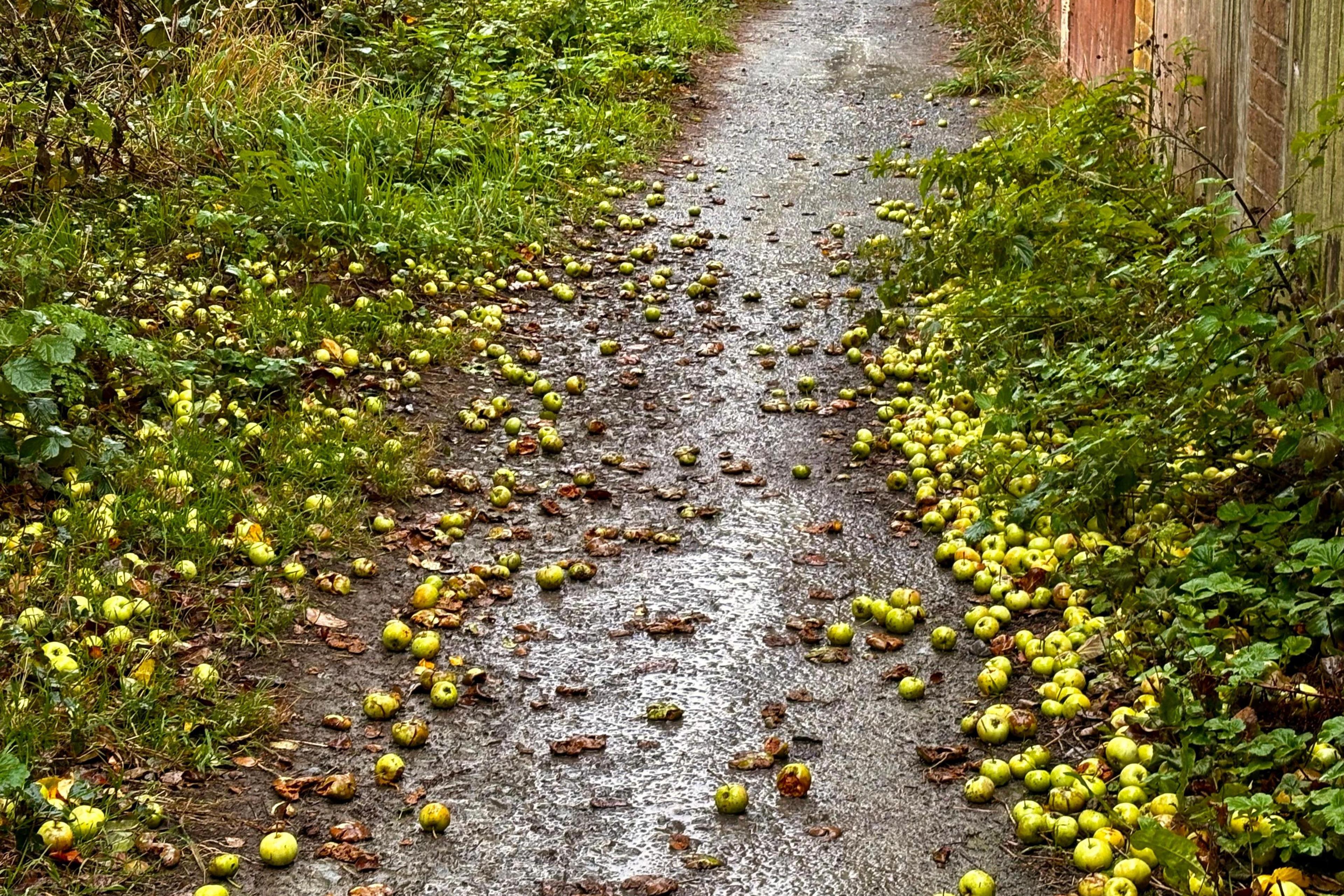 Hundreds of apples lie on the ground, mostly green, but some crushed and rotting on a wet tarmac path. Unkempt grass verges spring up on both sides, and a patchwork of garden walls and fences are visible on the right.