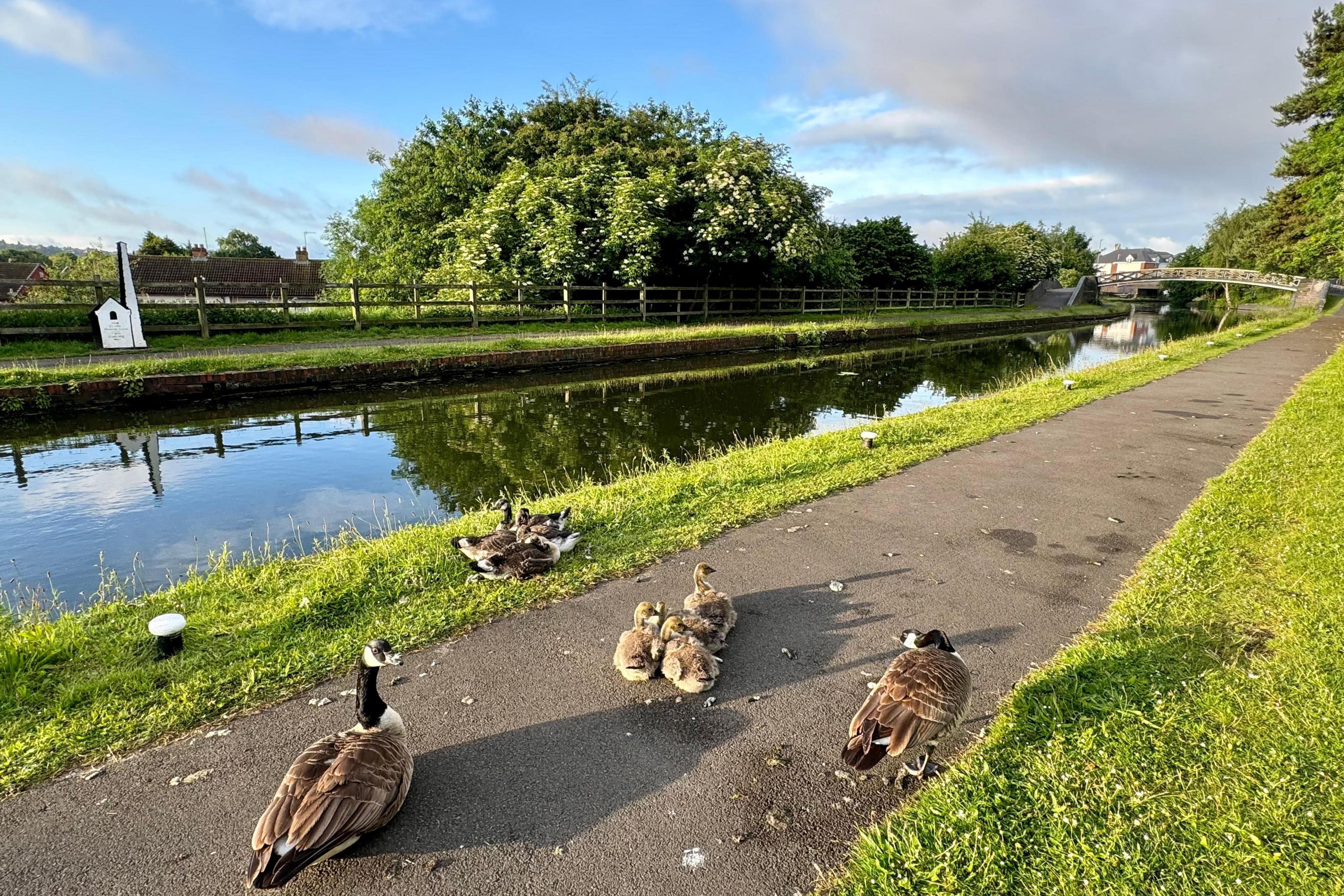 Netherton Canal