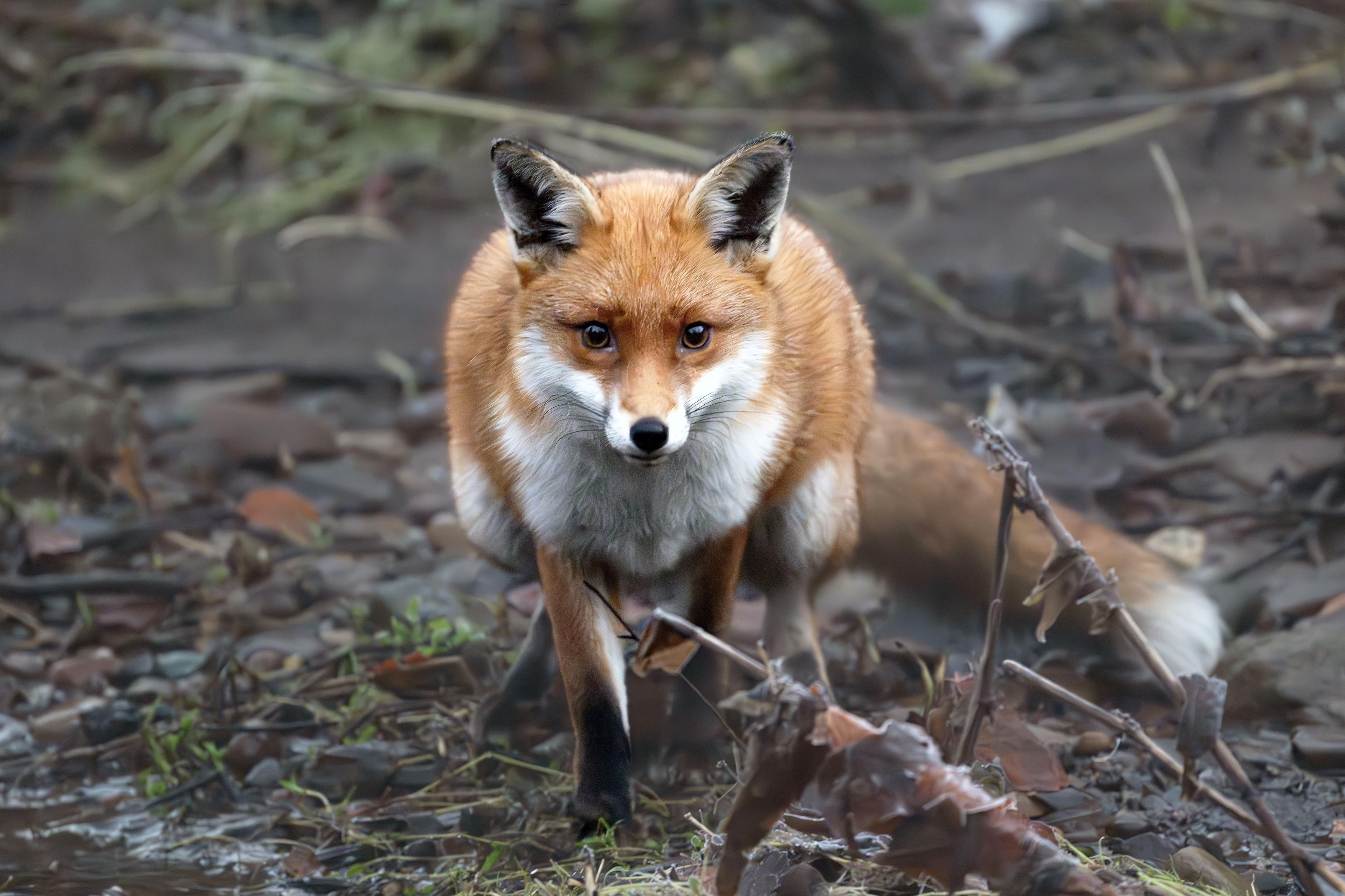 Fox