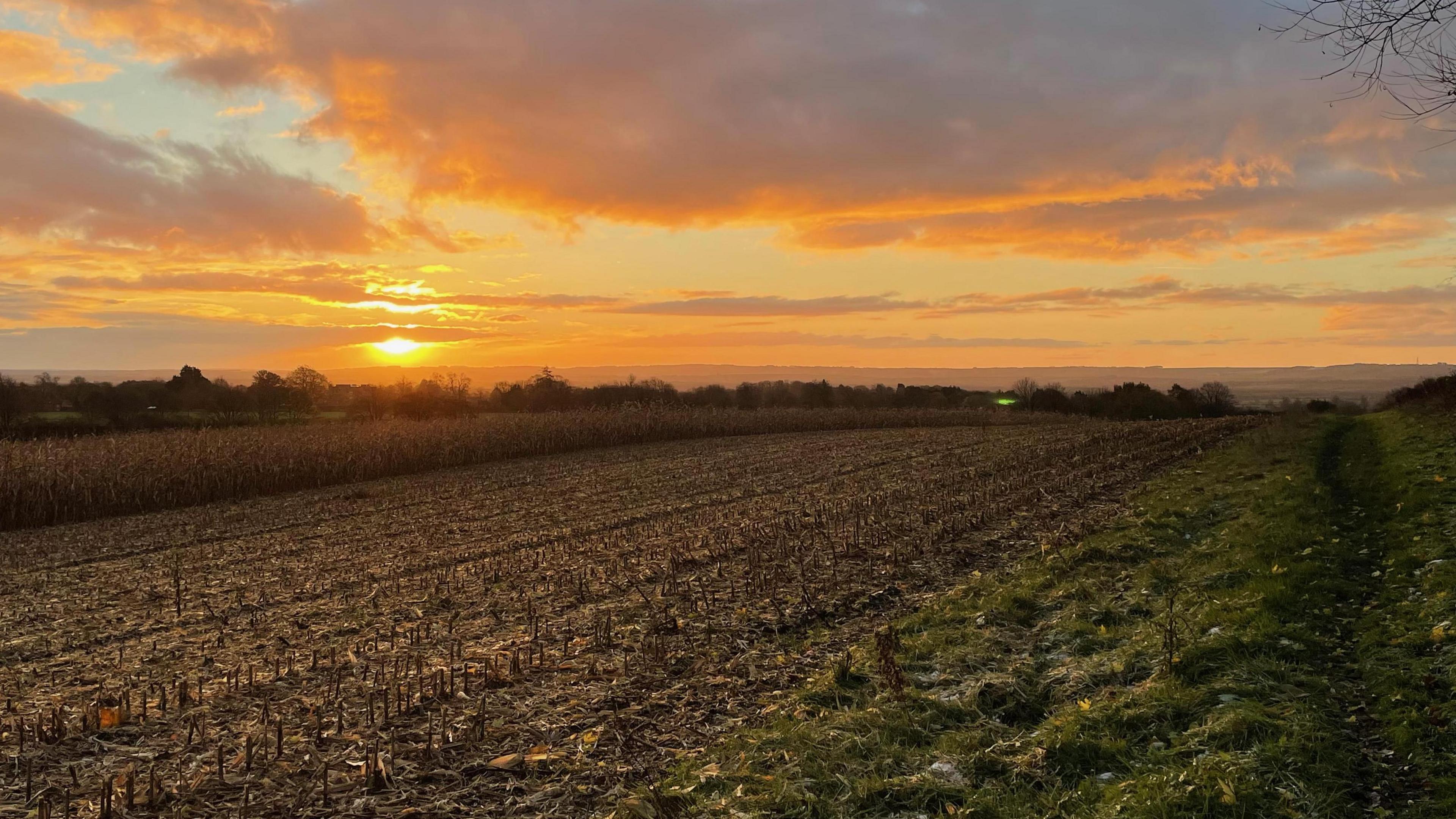 A low sun is in the sky glowing yellow over a field. It looks as though some of the field has been ploughed with a strip of grass remaining on the right-hand side. There is a tree line in the distance.