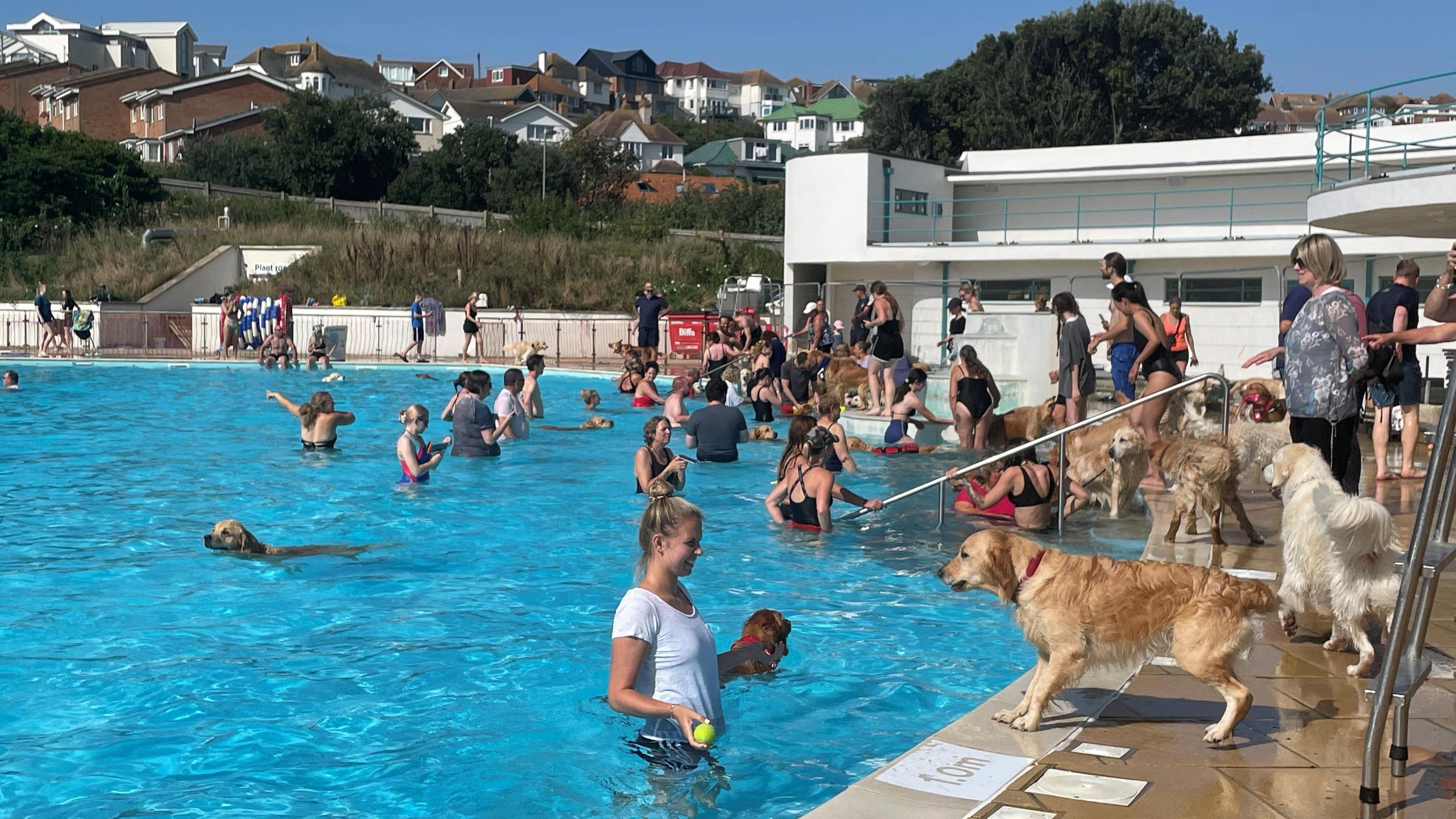 Golden retrievers in the pool