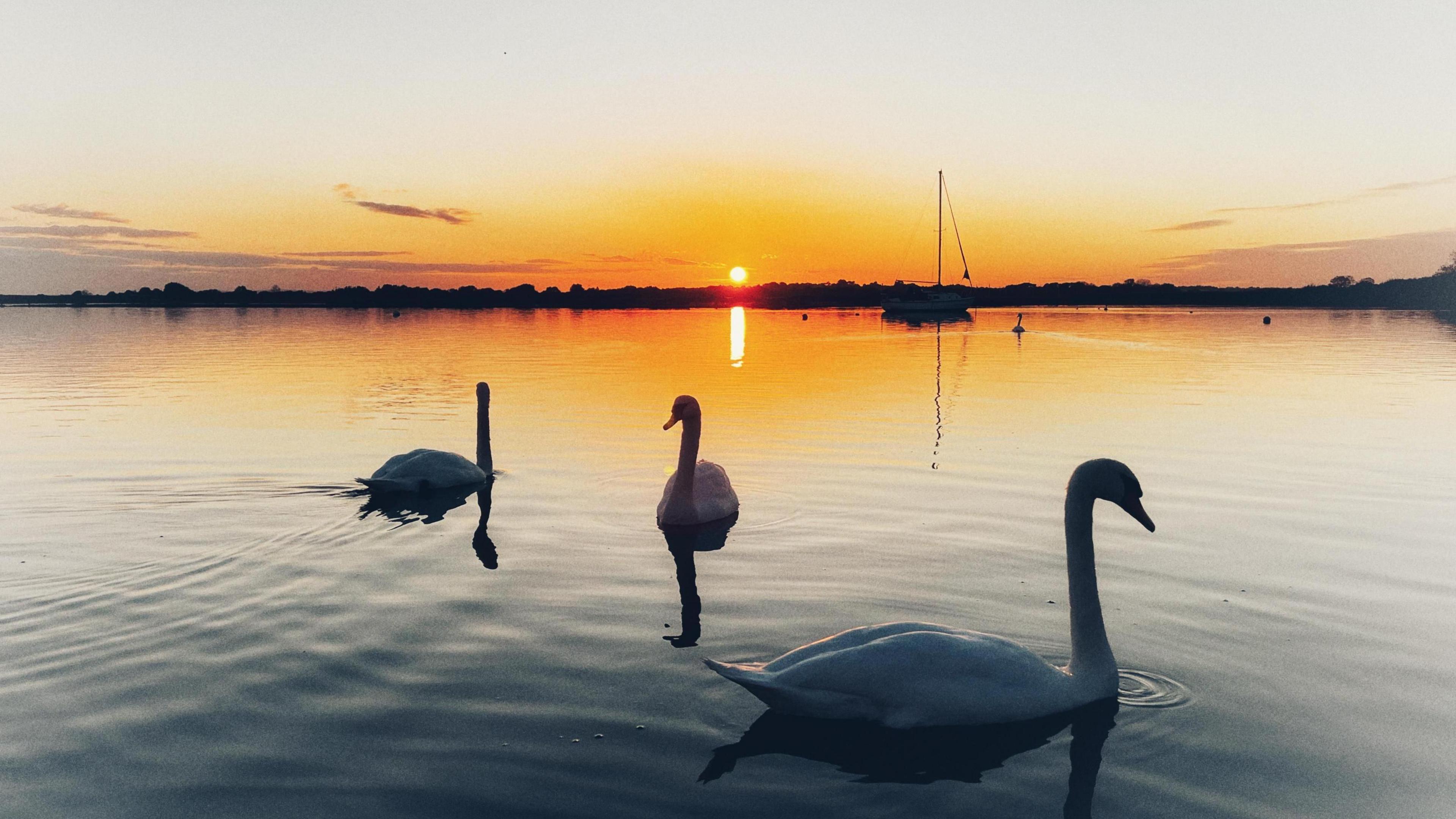 Three swans are on the water and they are practically silhouettes as the sun is just about to slip below the horizon behind them. There is also a boat on the water between the swans and the horizon