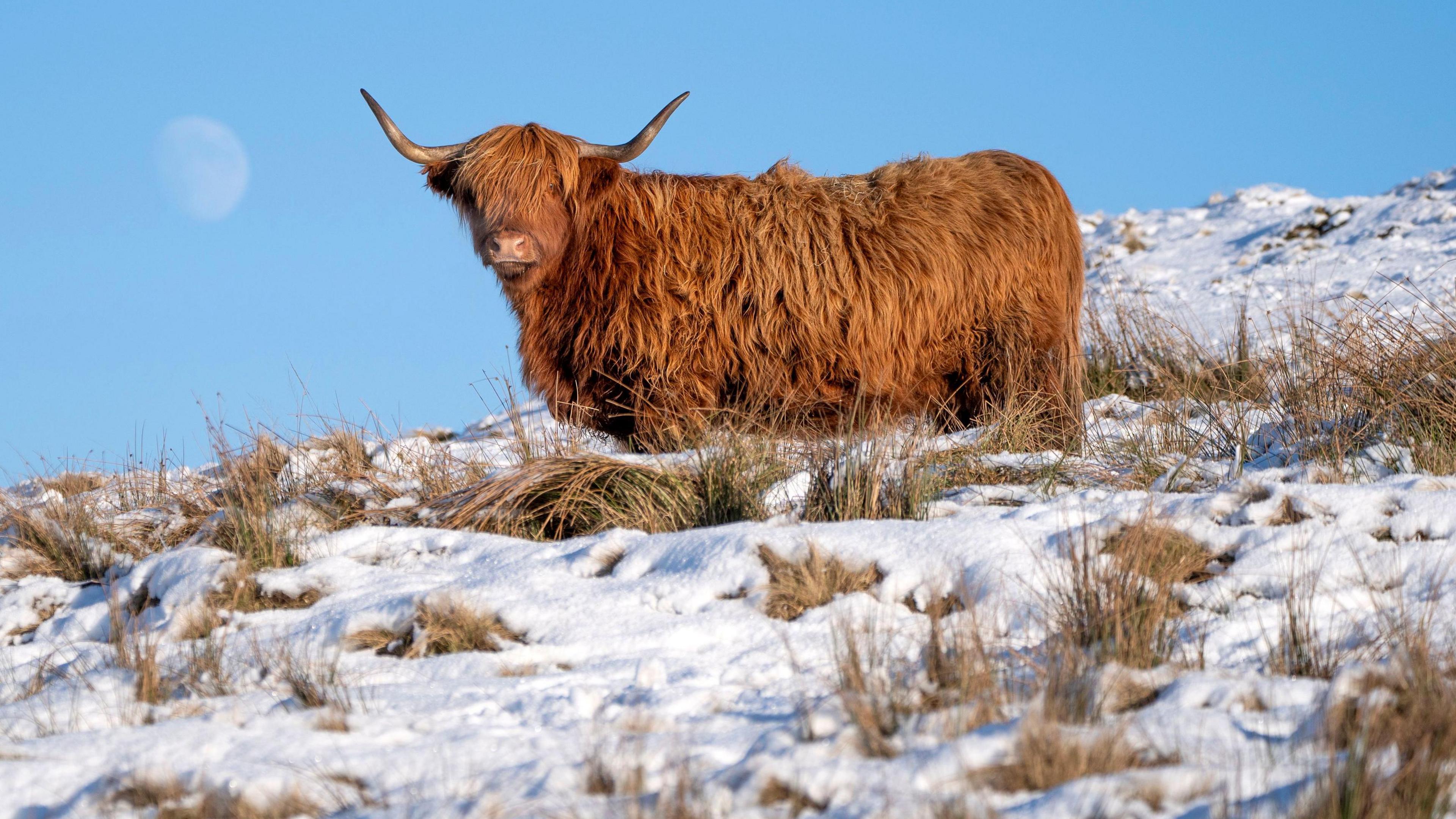 A Highland cow grazes in a snow-covered field near Shotts, North Lanarkshire