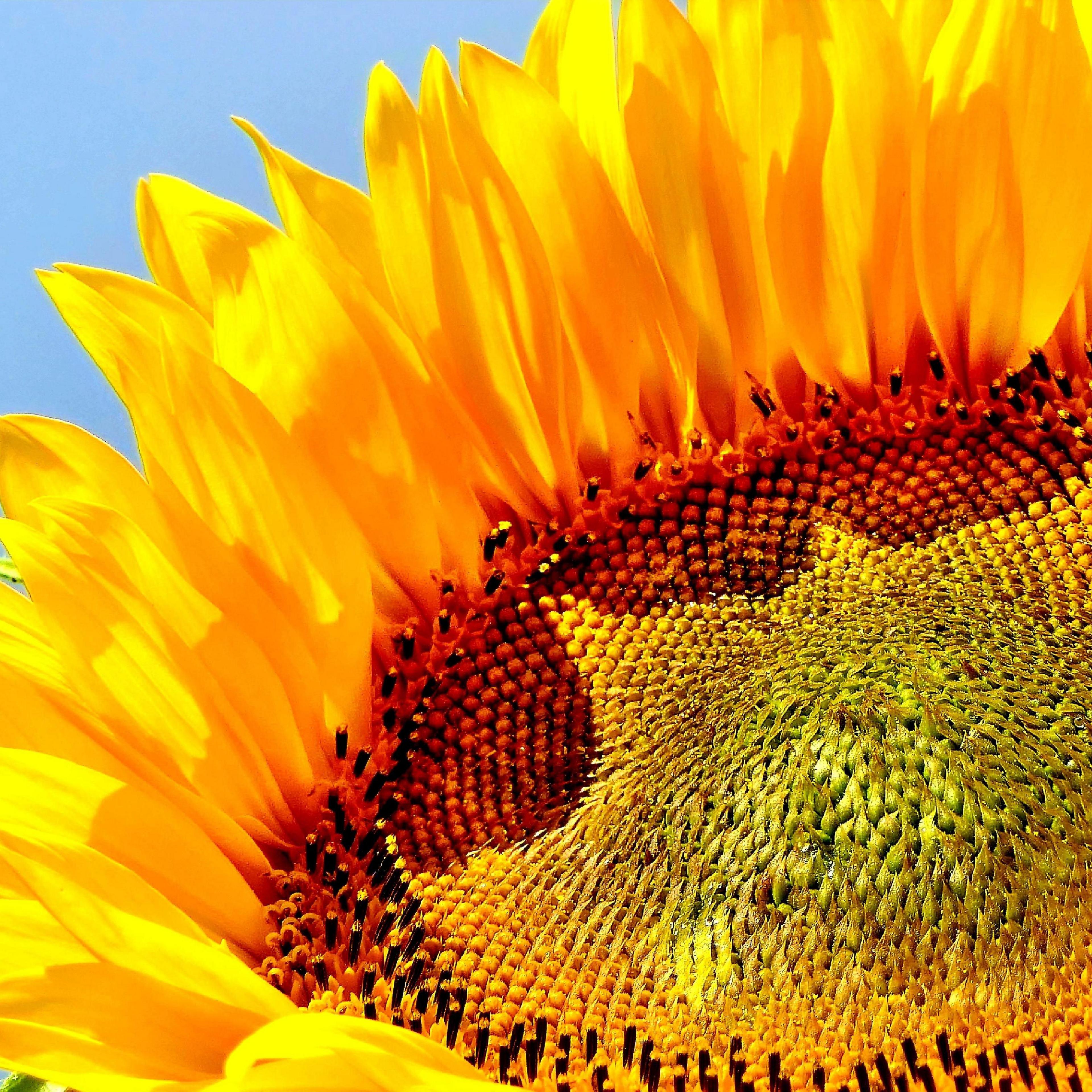 A close-up shot of the central part of a sunflower, framed by bright yellow petals with blue sky behind them