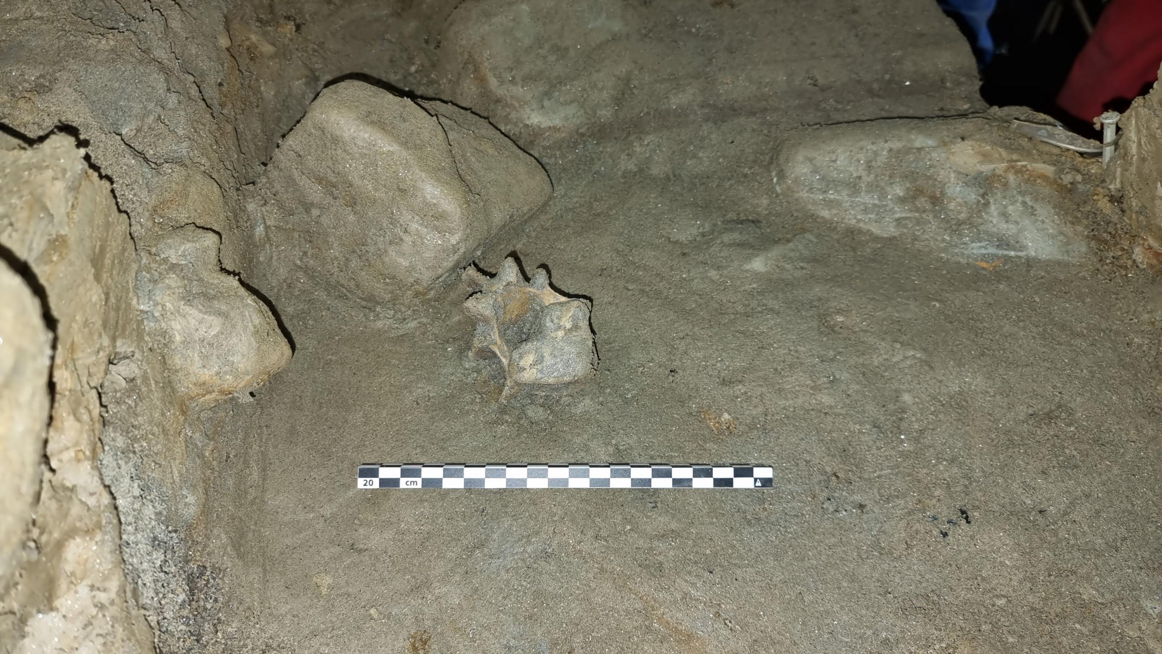 photo of a vertebra of a polar bear excavated from the sediments at the Arne Qvamgrotta cave in Norway.