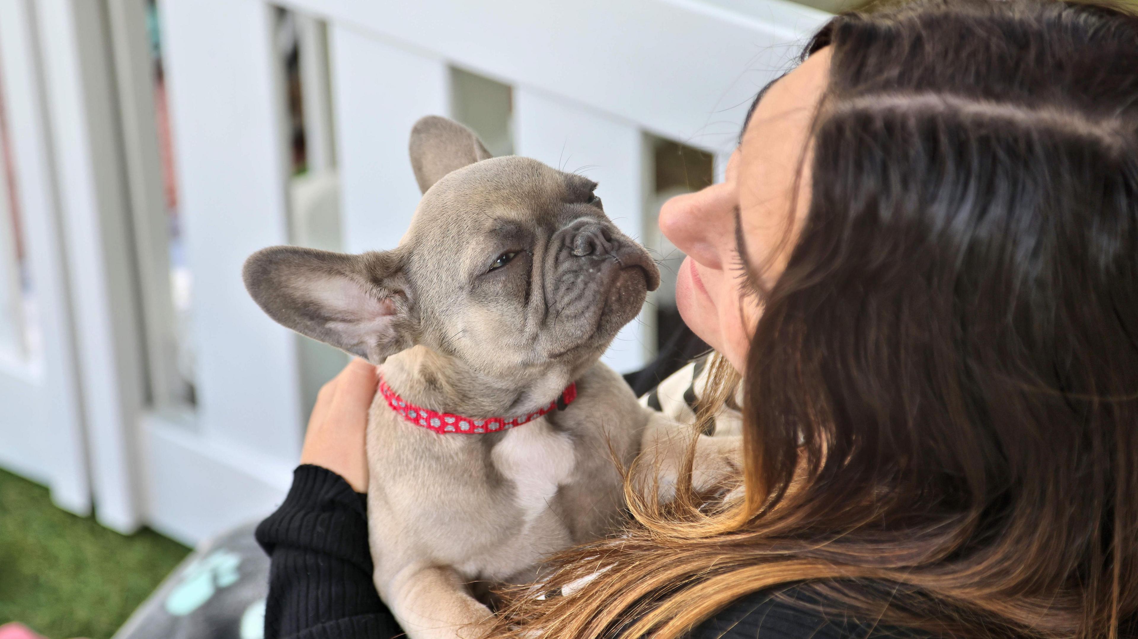 A grey and white French bulldog is wearing a red spotted collar and is being held by a woman with long brown hair. 