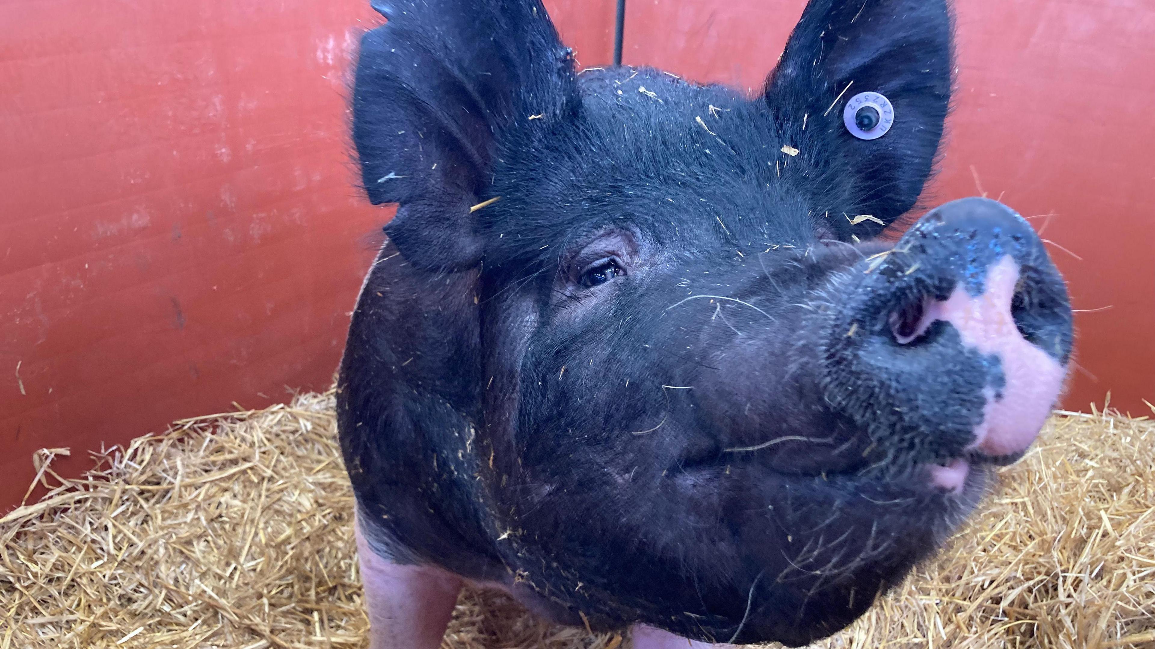 A black and pink pig who is looking directly at the camera with its snout close to the camera. 