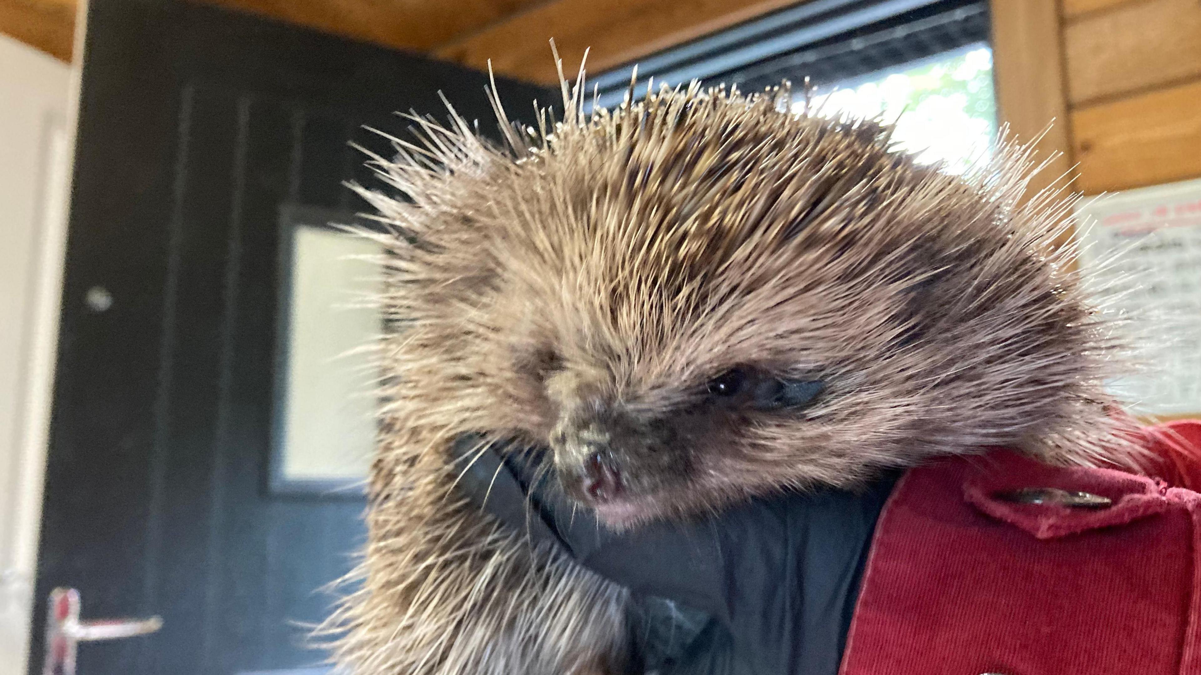 A picture of a brown hedgehog being hold by someone wearing black gloves. It has a small face with a black nose.