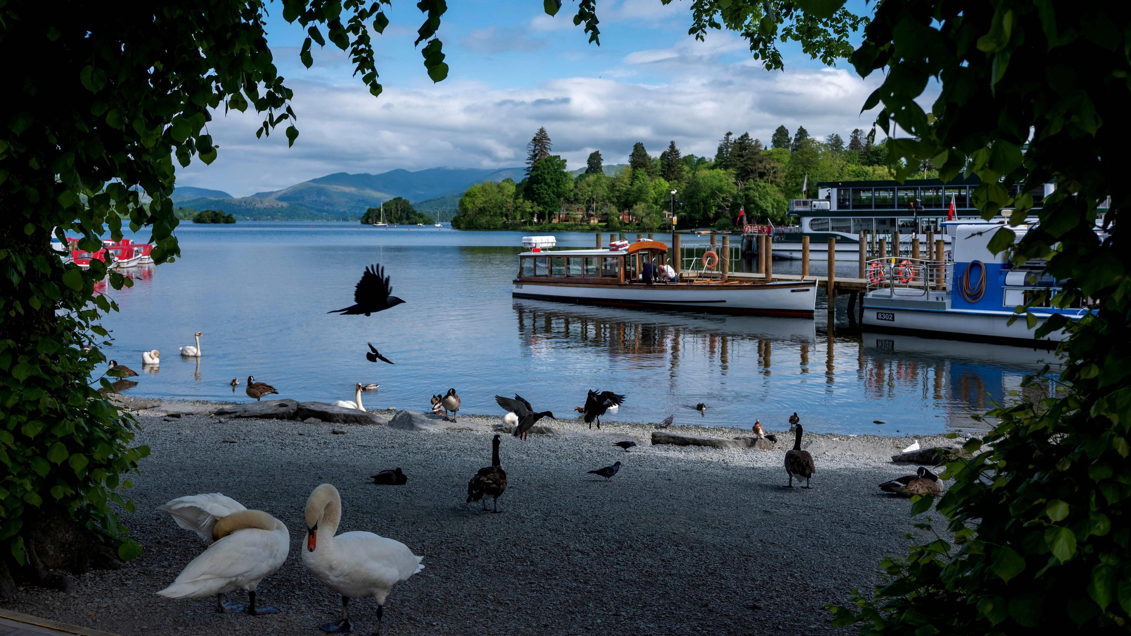 Swans and geese walk on a beach on the banks of Windermere, the largest lake in England