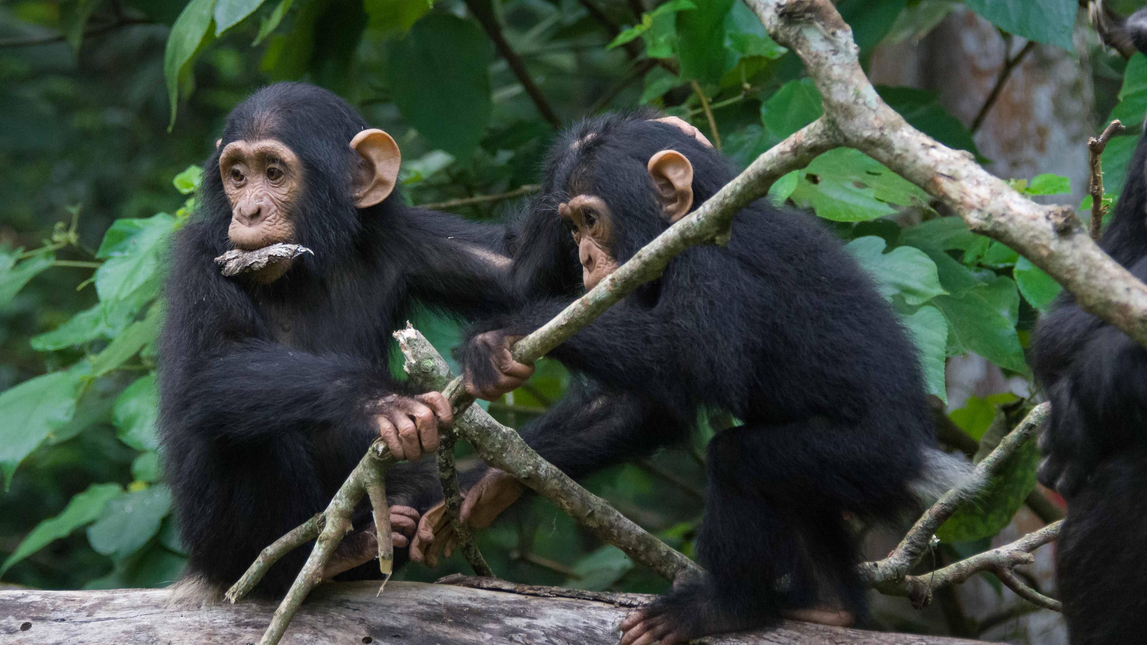 chimps in forest