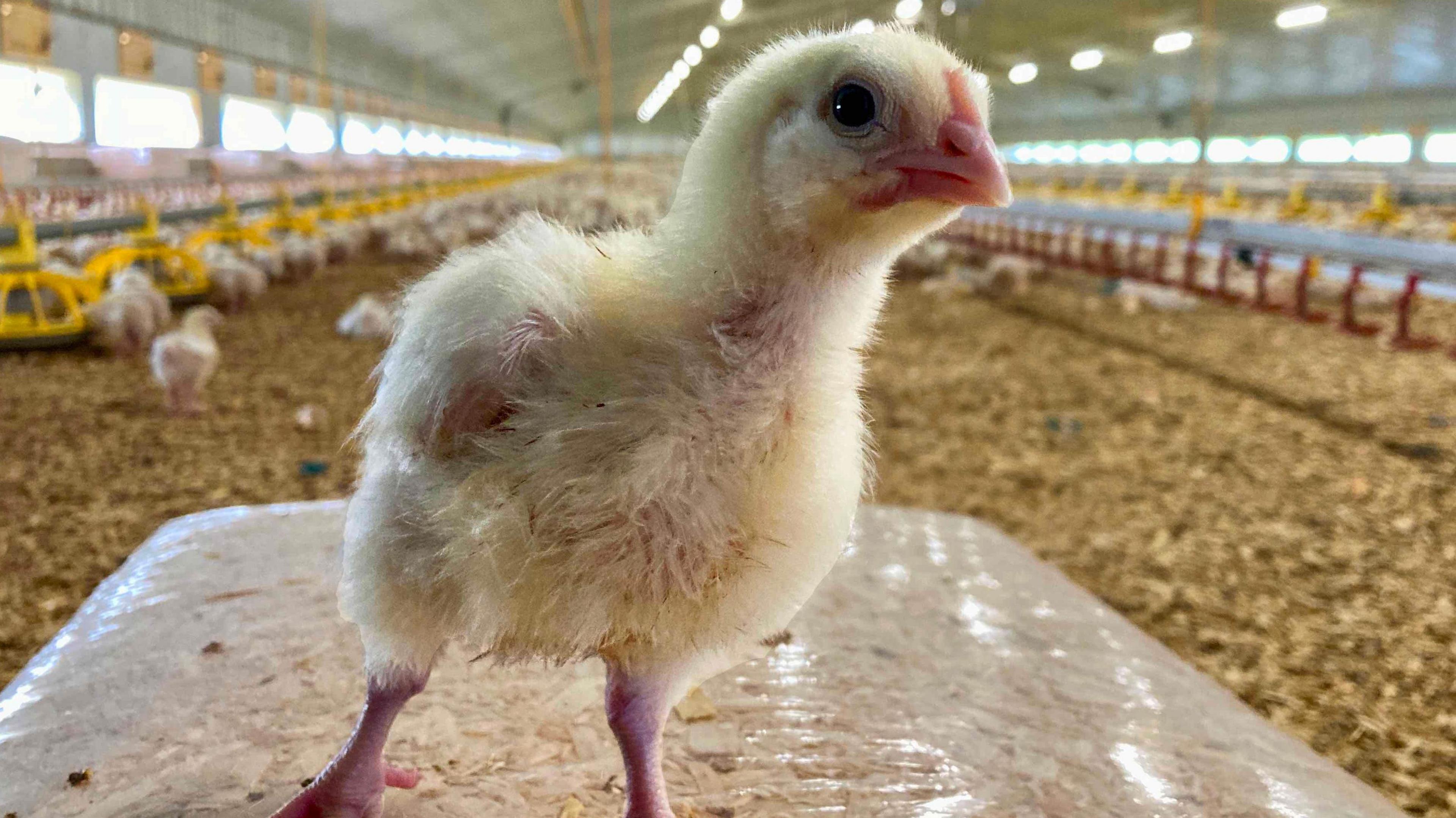 A chicken standing in a shed owned by Cranswick that would be identical to the new proposed Methwold site.