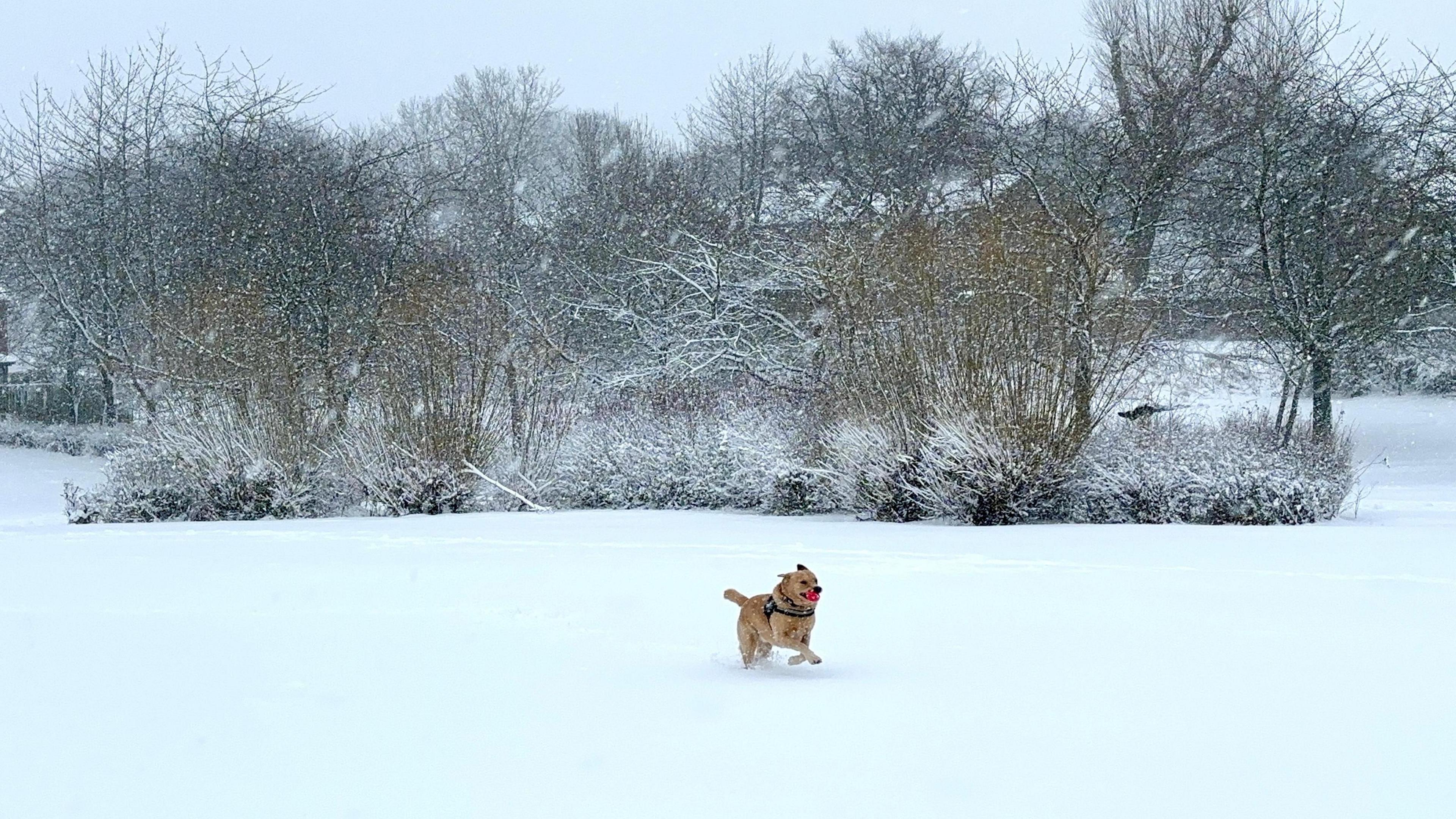 A brown dog bounds through a snowy field. It has a red ball in its mouth.