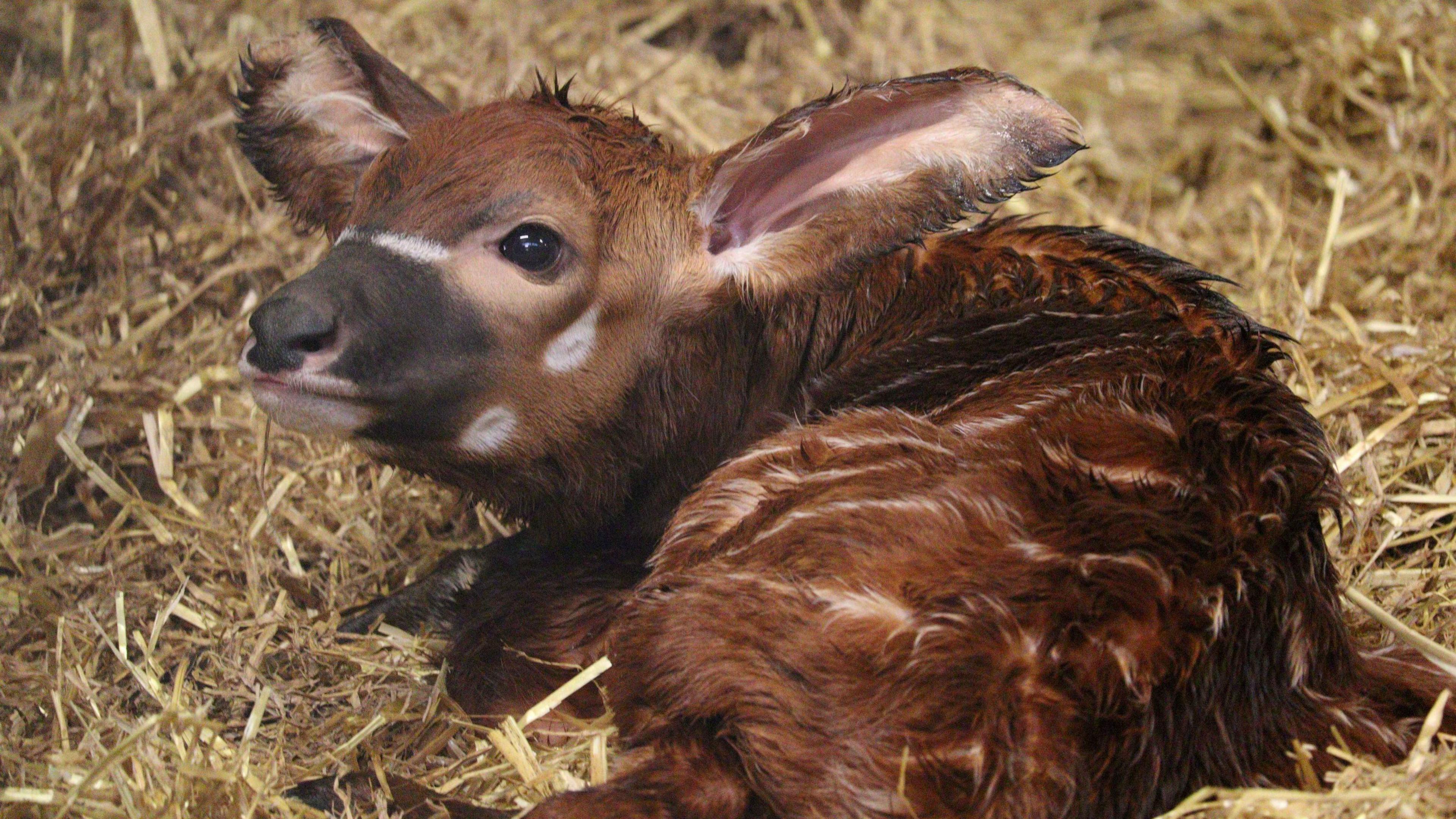 bongo calf