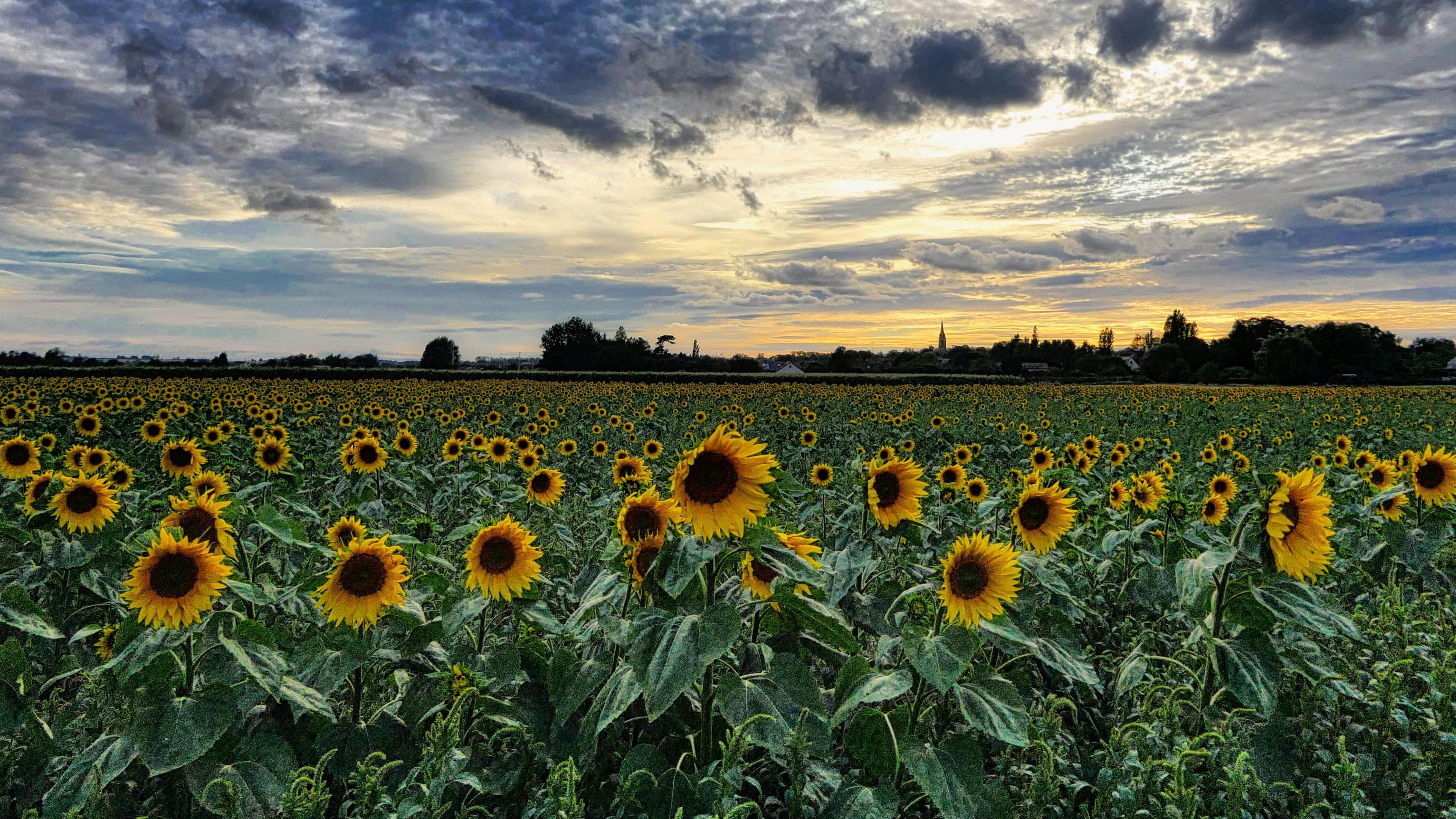 A field full of sunflowers has been captured. The sun is going down in the background and there are a few houses and trees. 