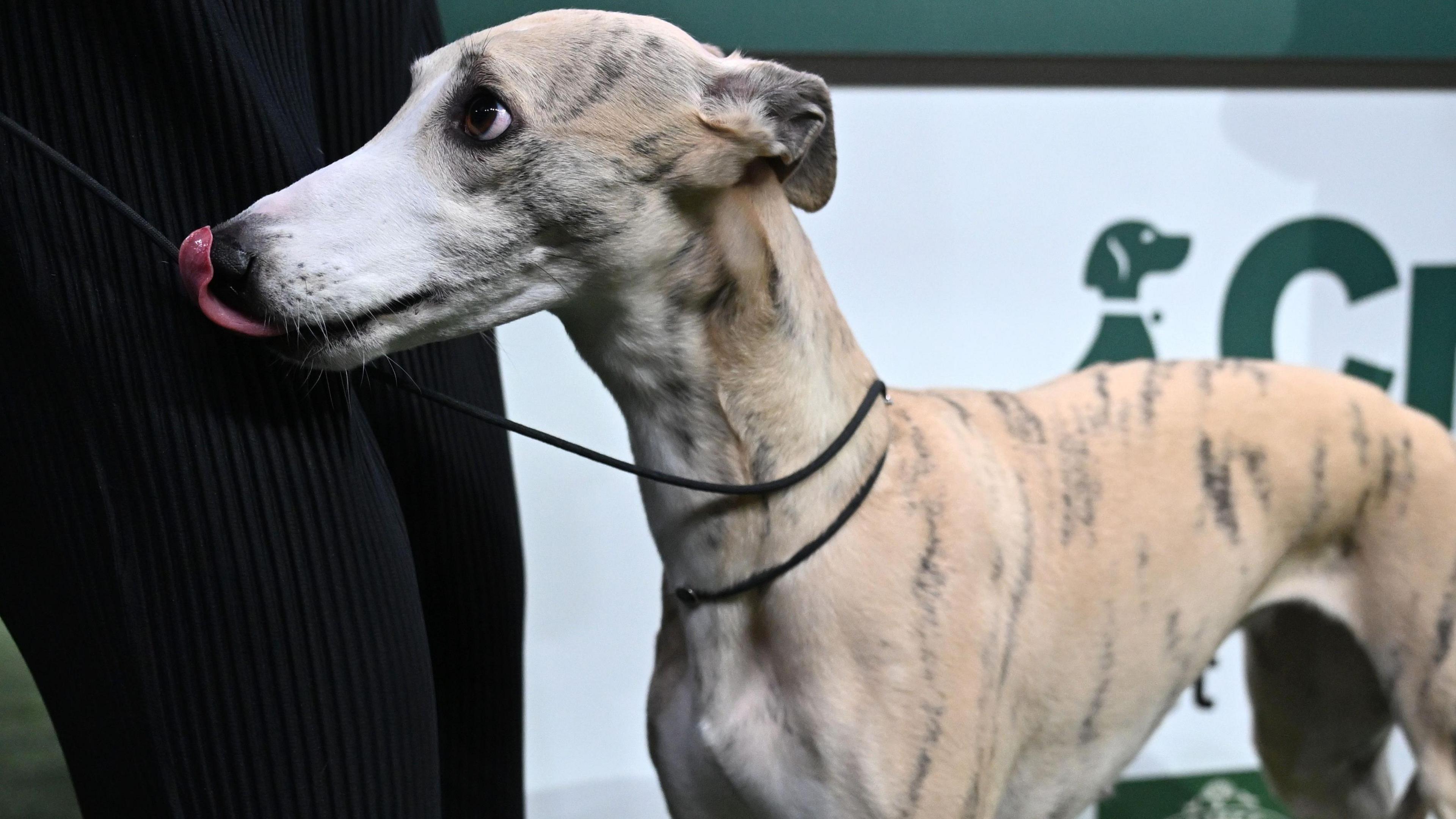 Whippet standing next to a man's legs, licking her lips