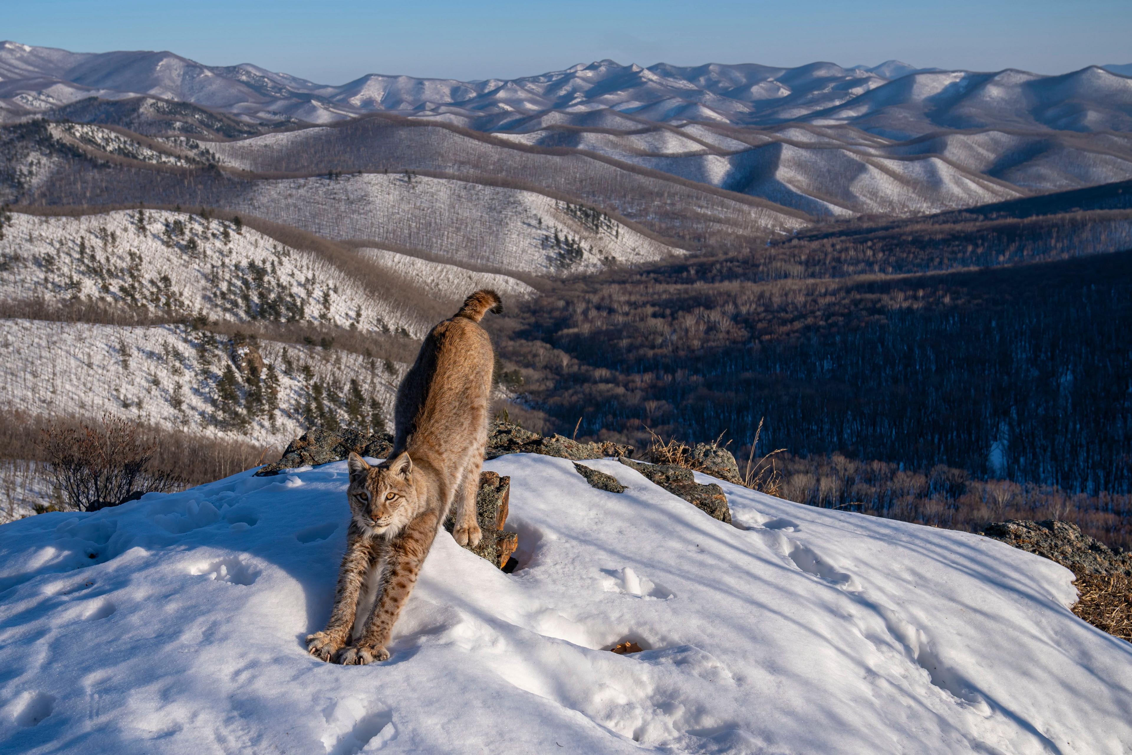 Lynx stretching in snow