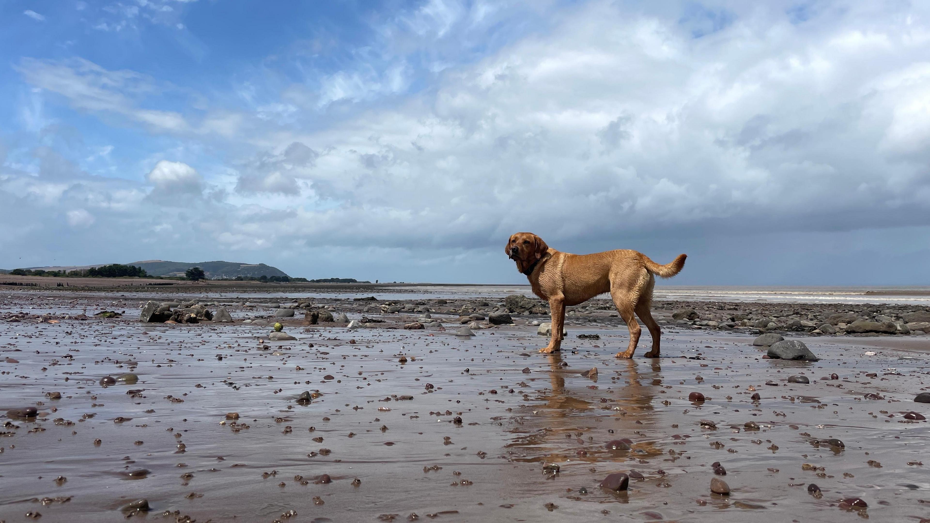 A dog is on a beach in Blue Anchor, Somerset. The dog is brown and is looking at the camera. The sky is reflected on the muddy beach.