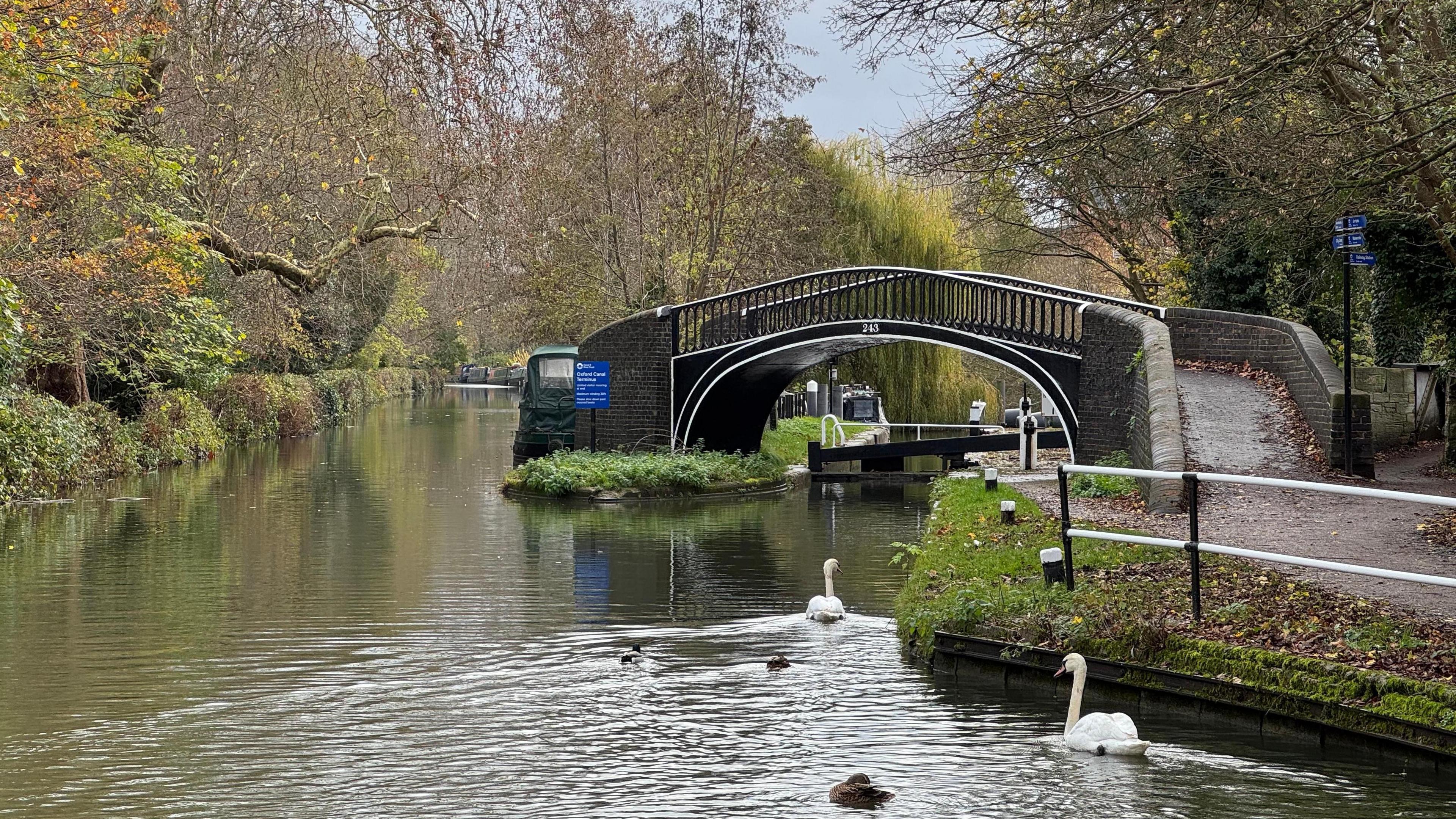 Ducks and swans on the water with a bridge ahead of them and a footpath on the right leading up to that bridge.