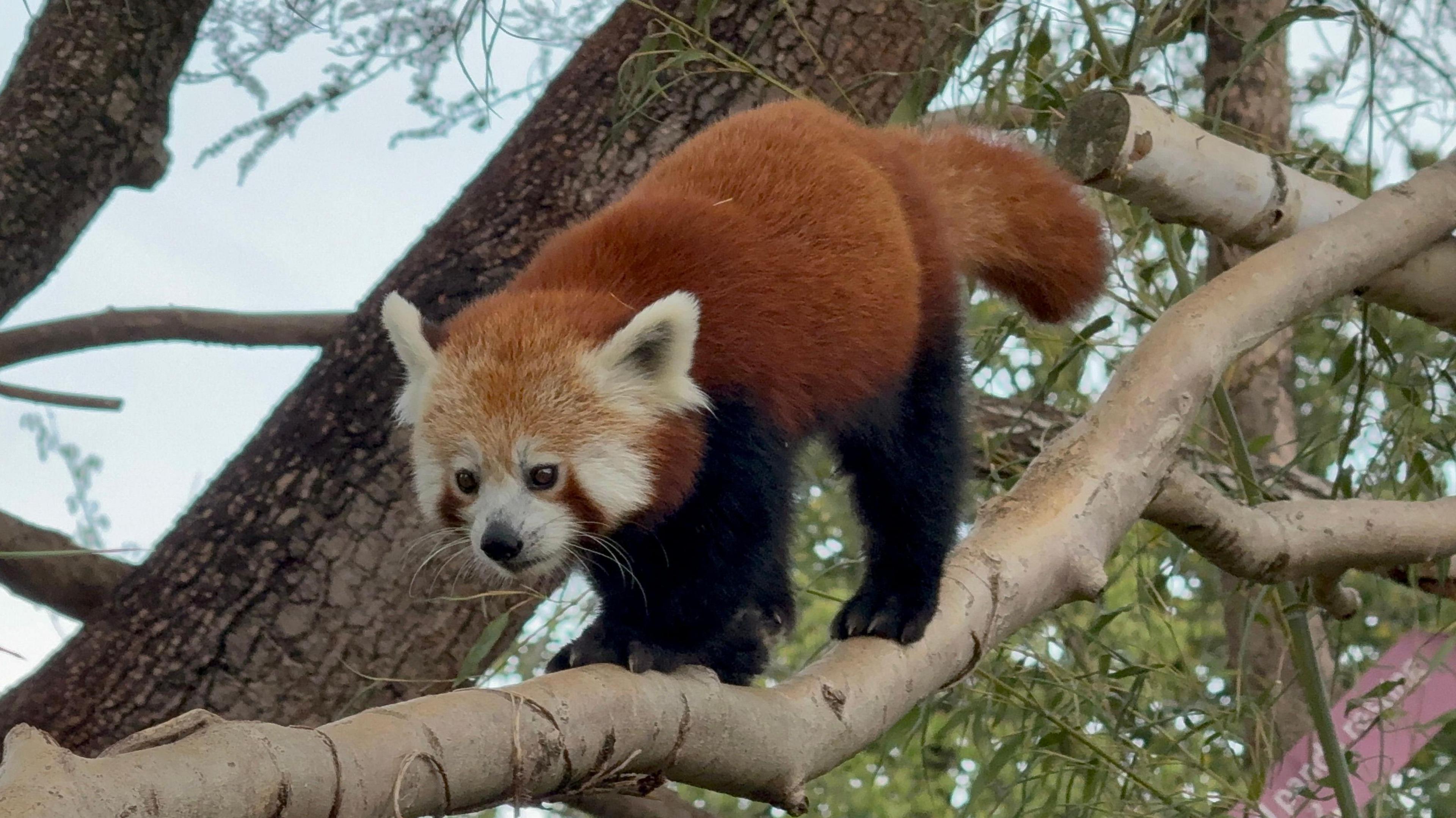 A Red Panda walks along a tree branch at Bristol Zoo Project. It is a grey day but the leaves in the background are bright green