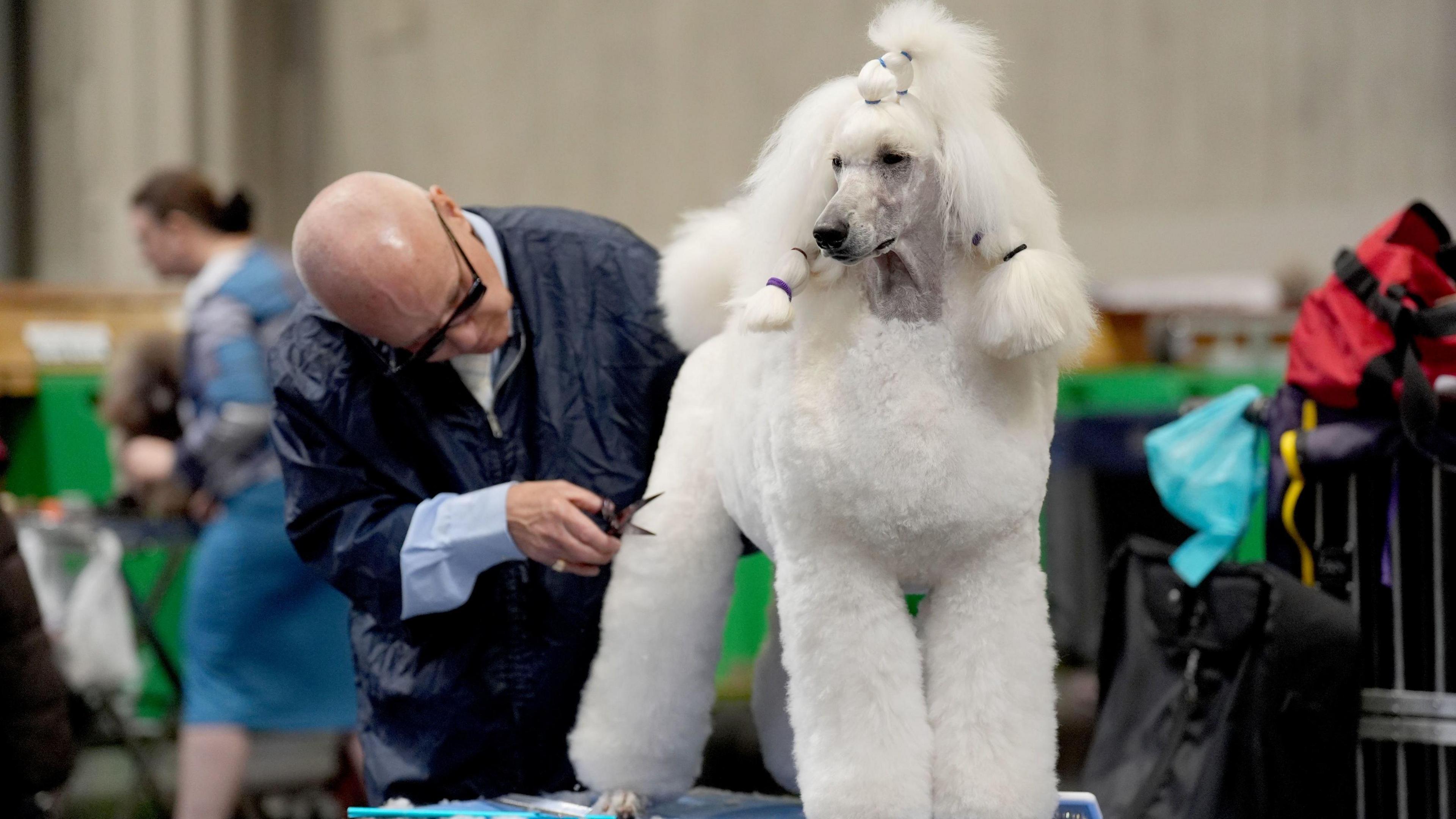 A man grooms his large white poodle with grooming scissors at Crufts.